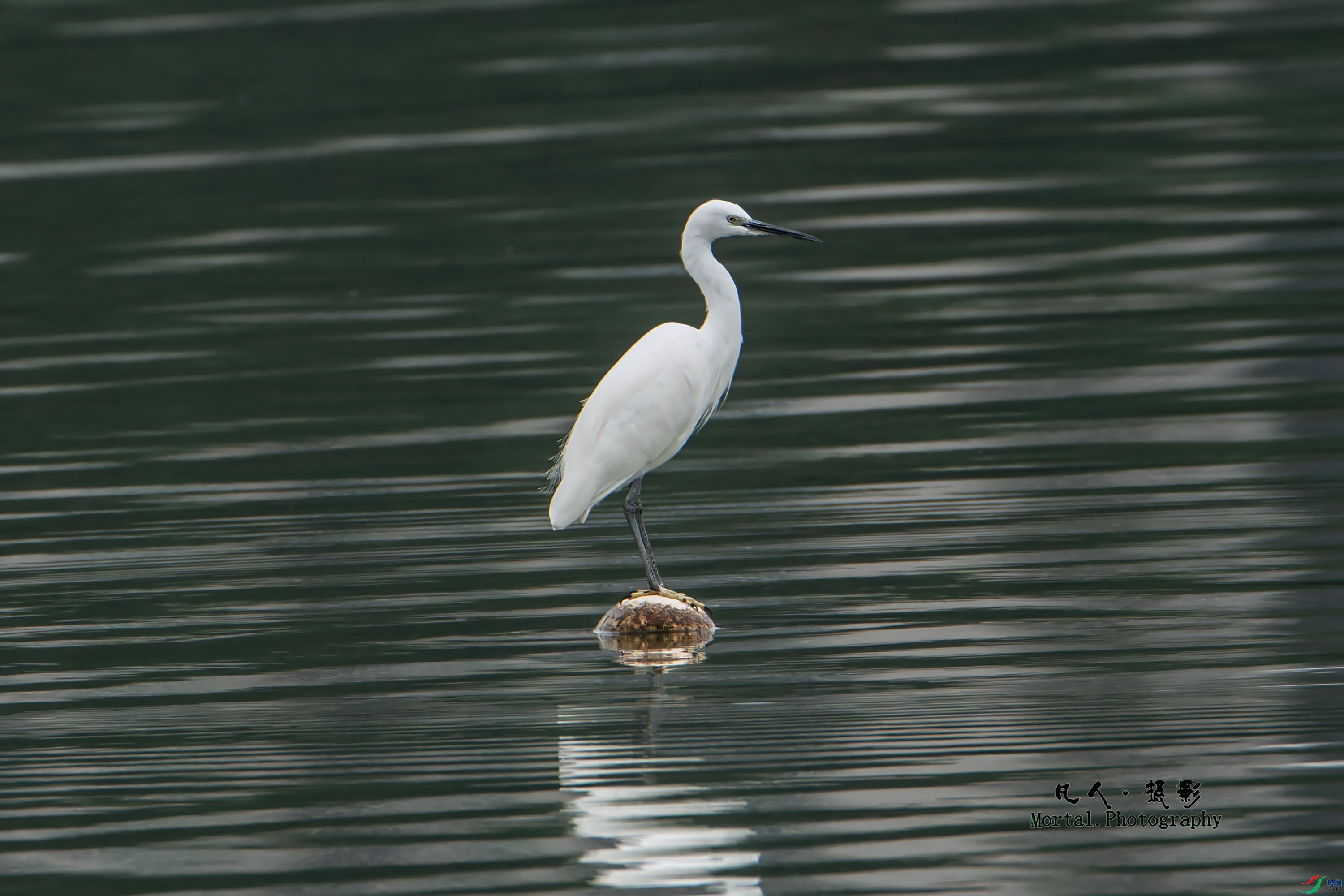 00106 ����.jpg