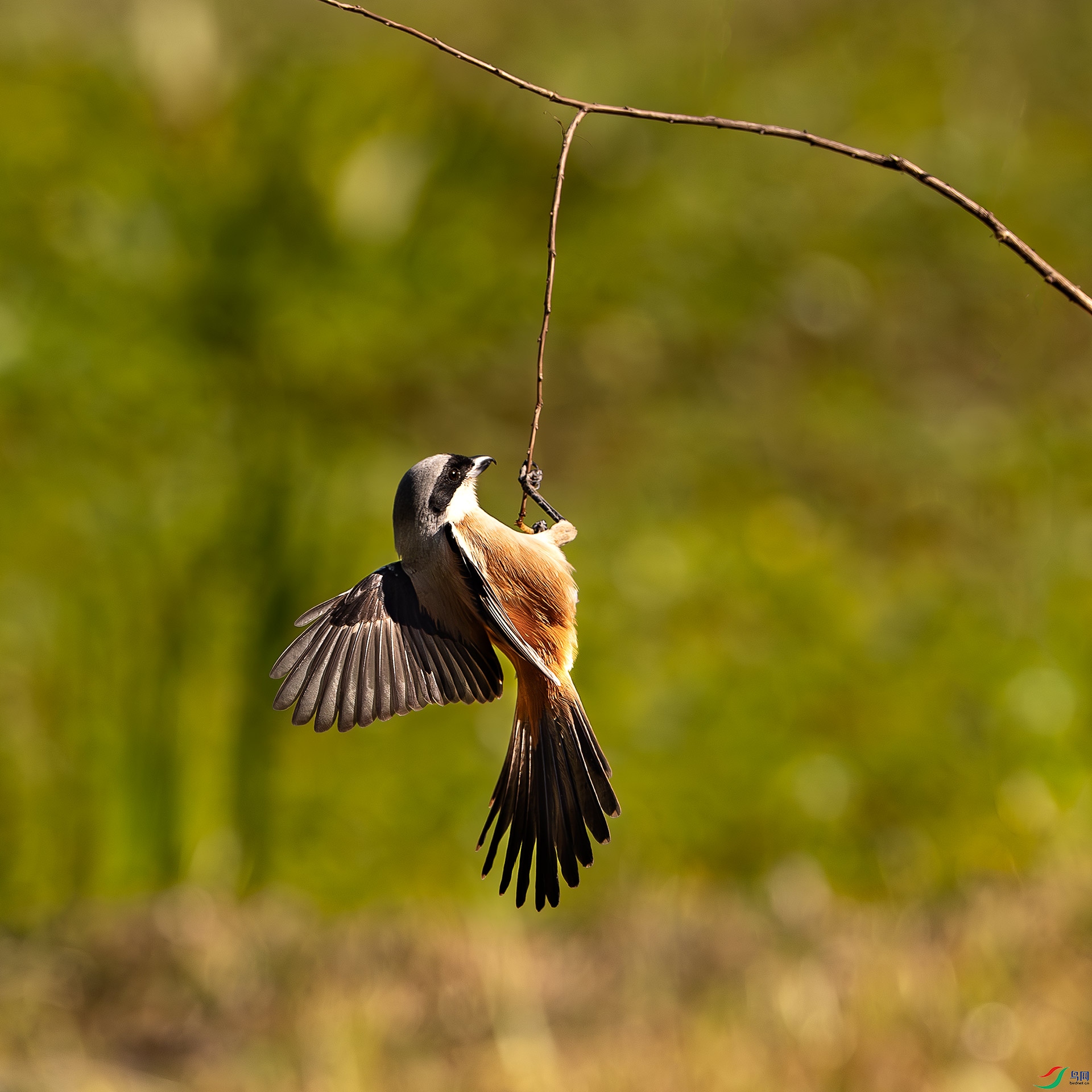 ���͵���ǧ