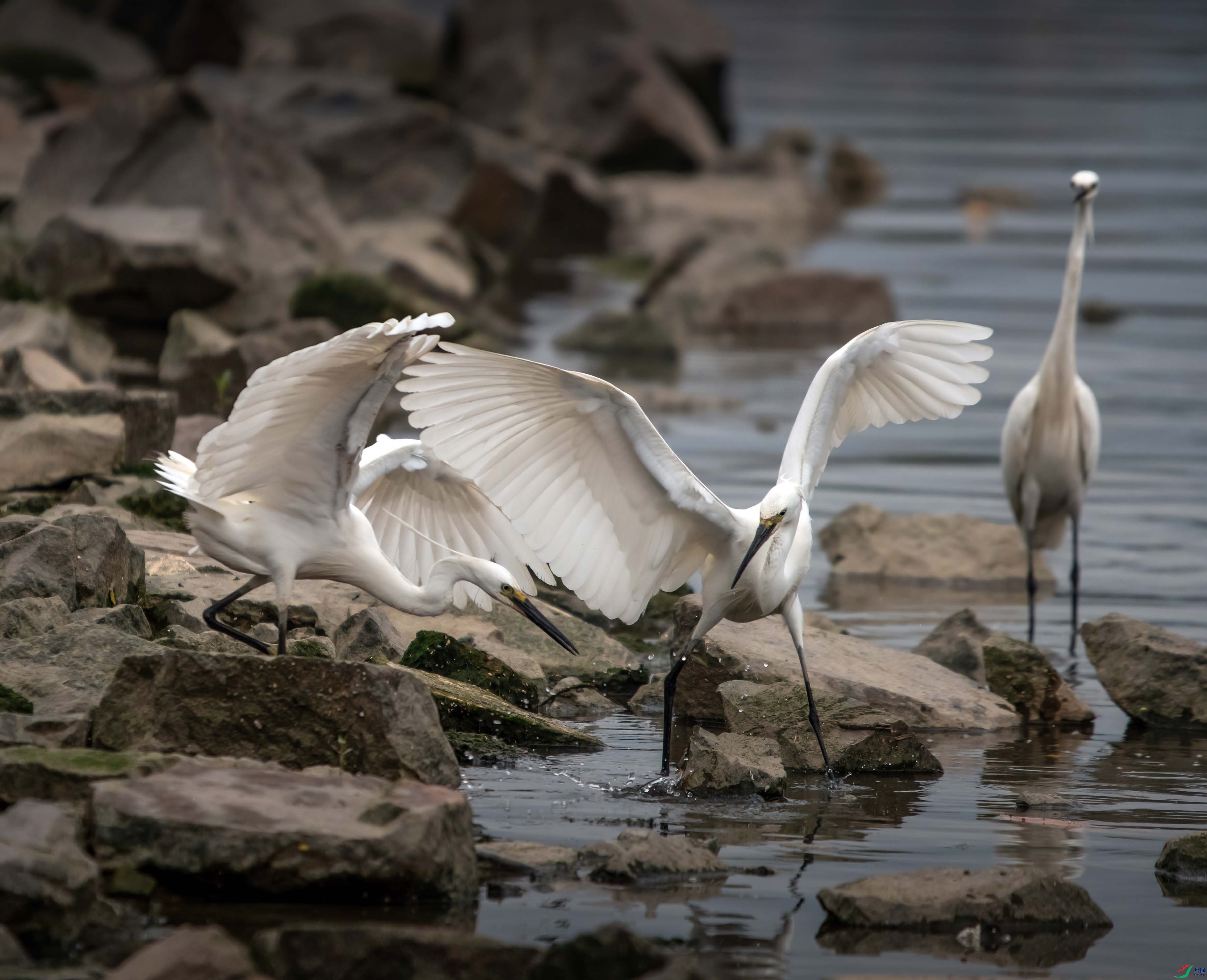 DSC_1258-s.jpg