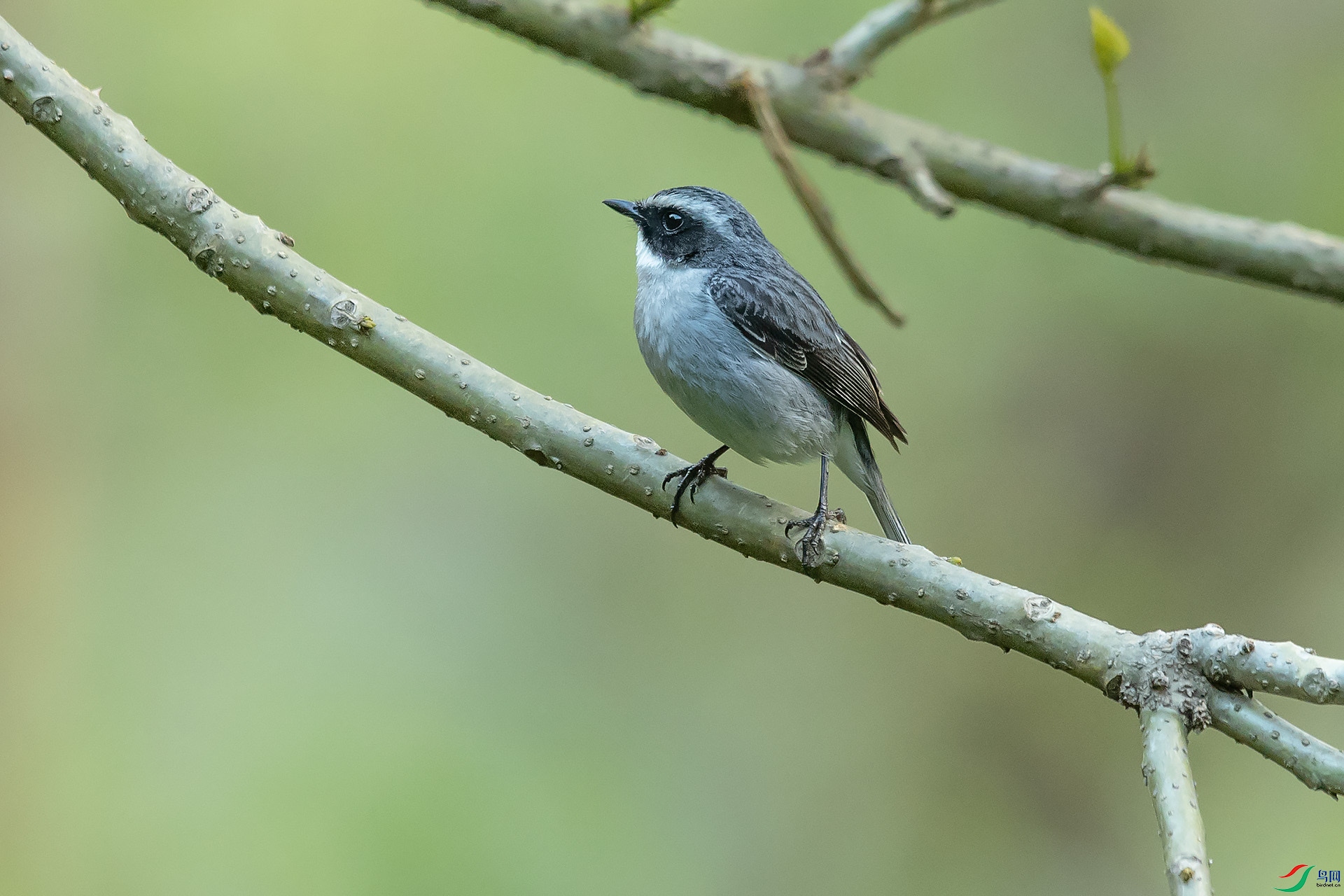 DSC_4733.jpg