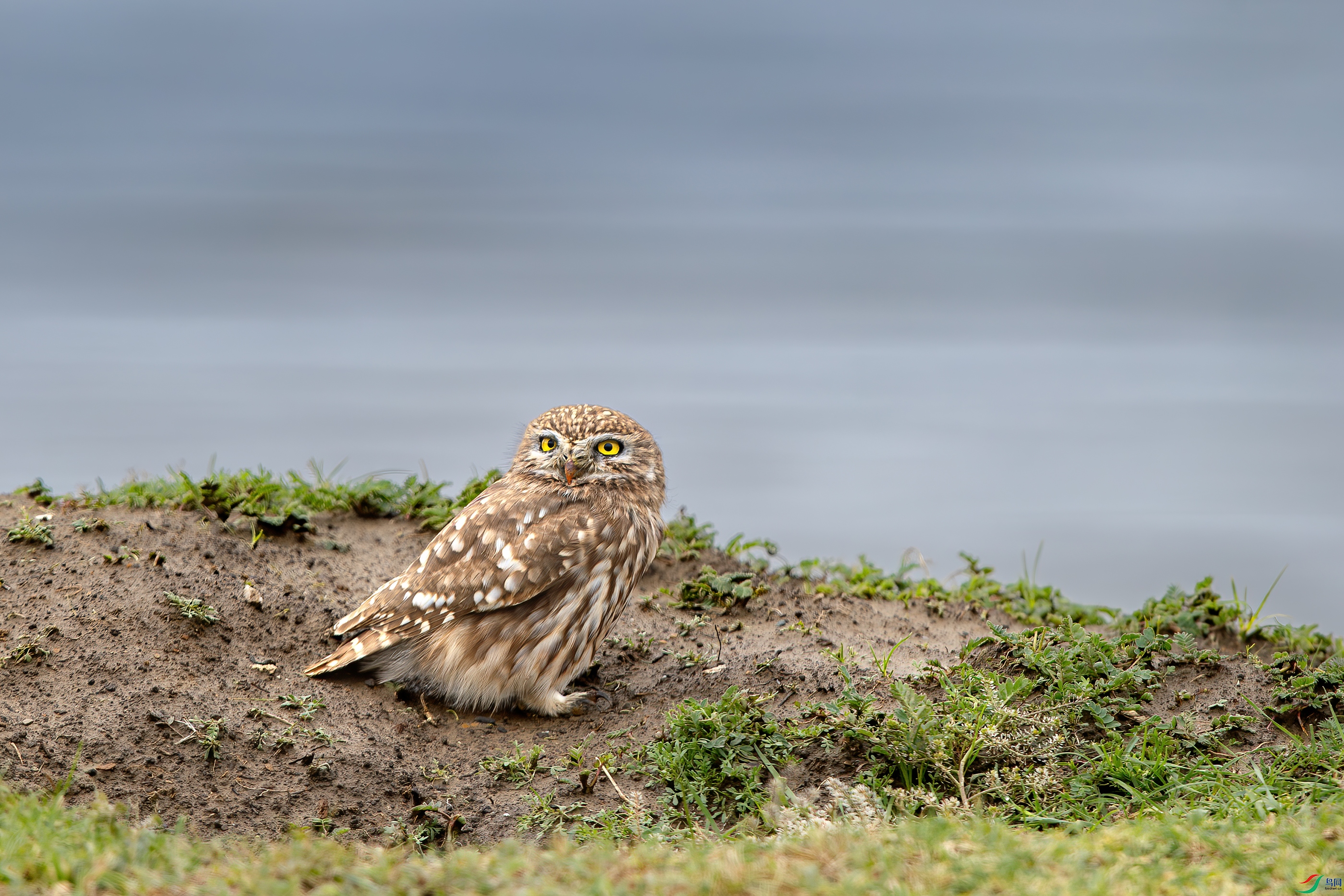 A15I6899-����ǿ-NR ����.jpg