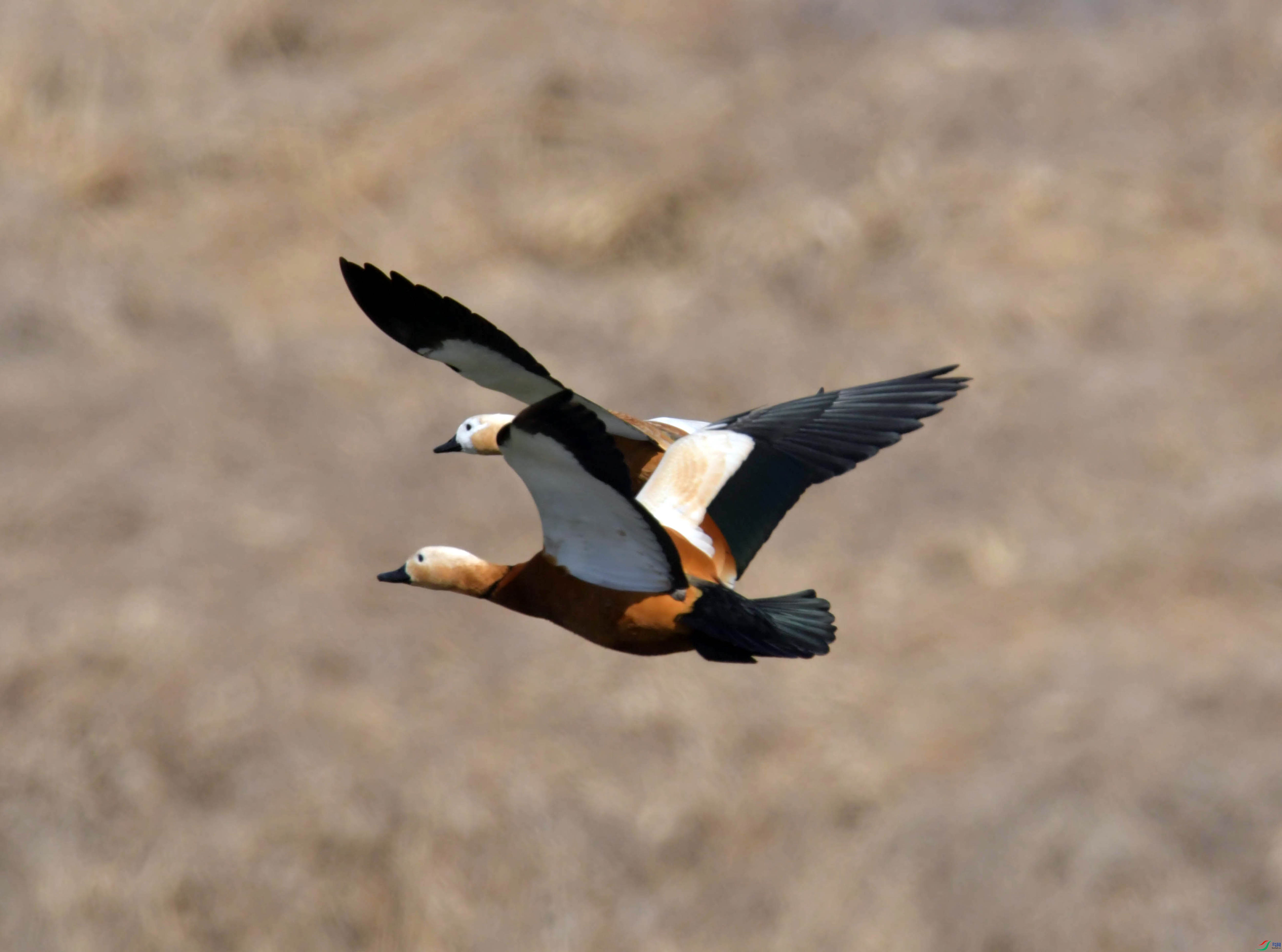 DSC_1454.JPG