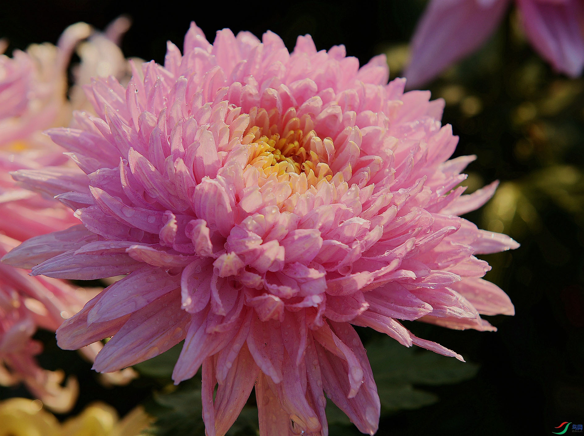 DSC_1082.JPG