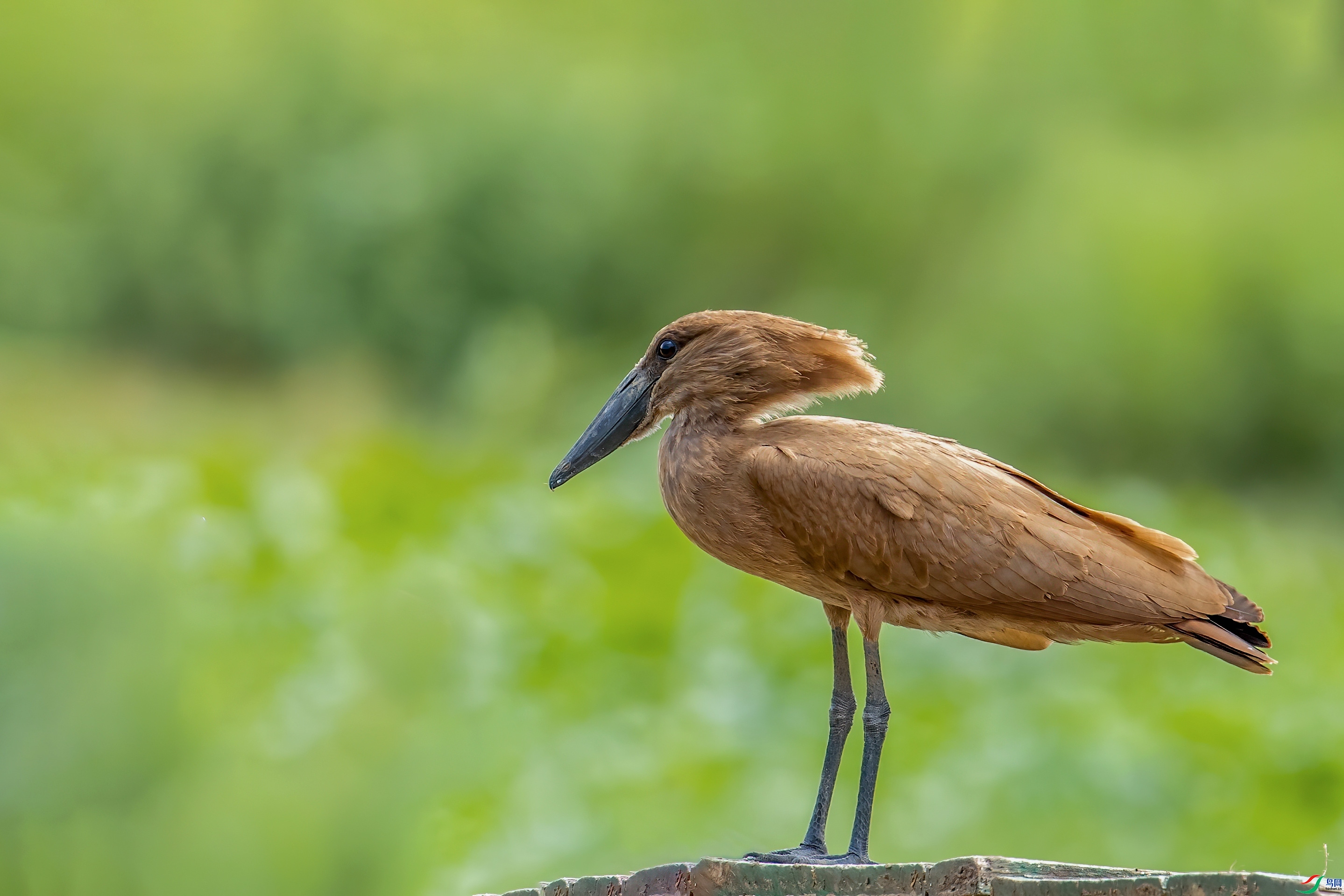 ��ͷ�� ���� ���Ӿ� ��һ.jpg