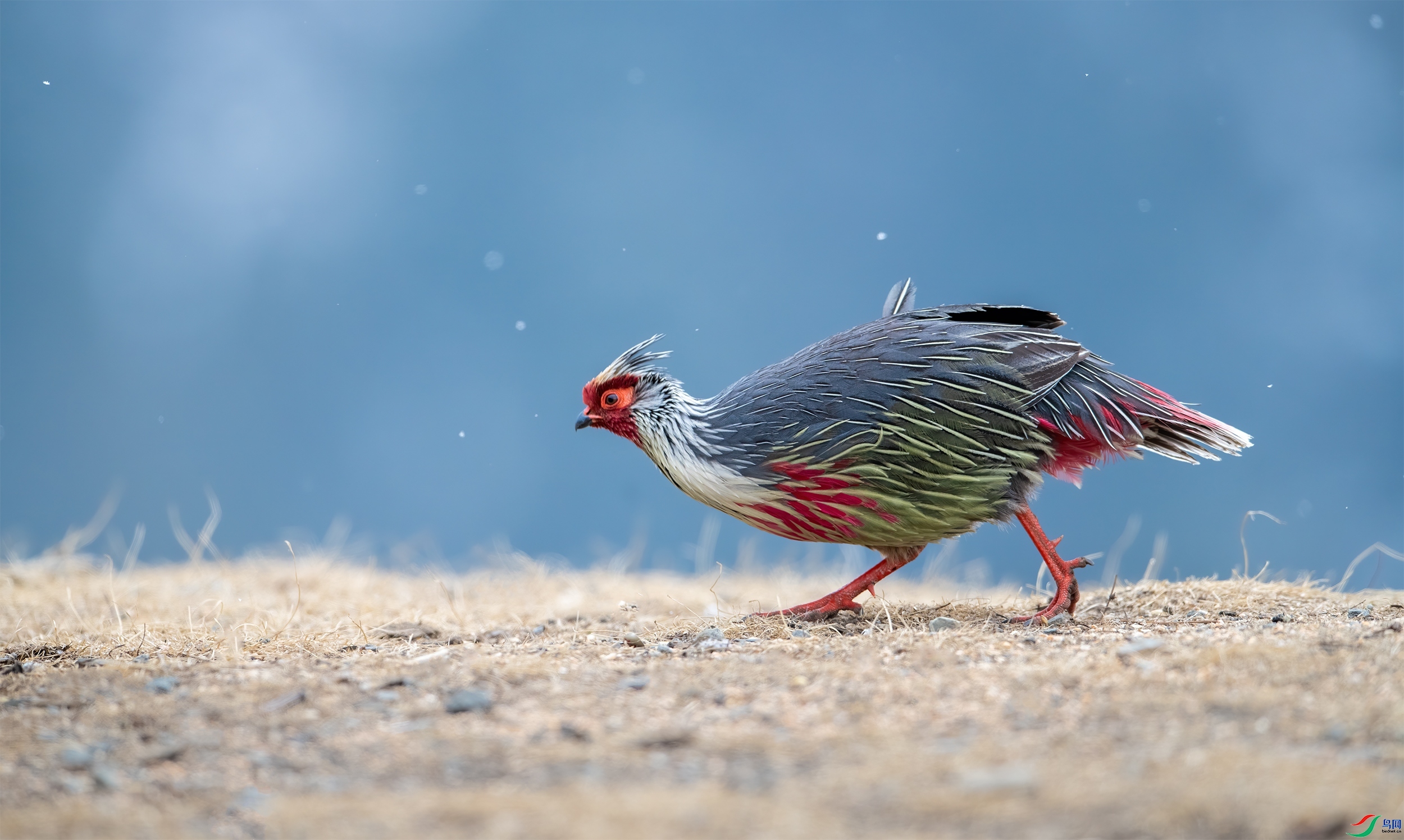 ��Ѫ�� ���� ר������ �ܶ�.jpg