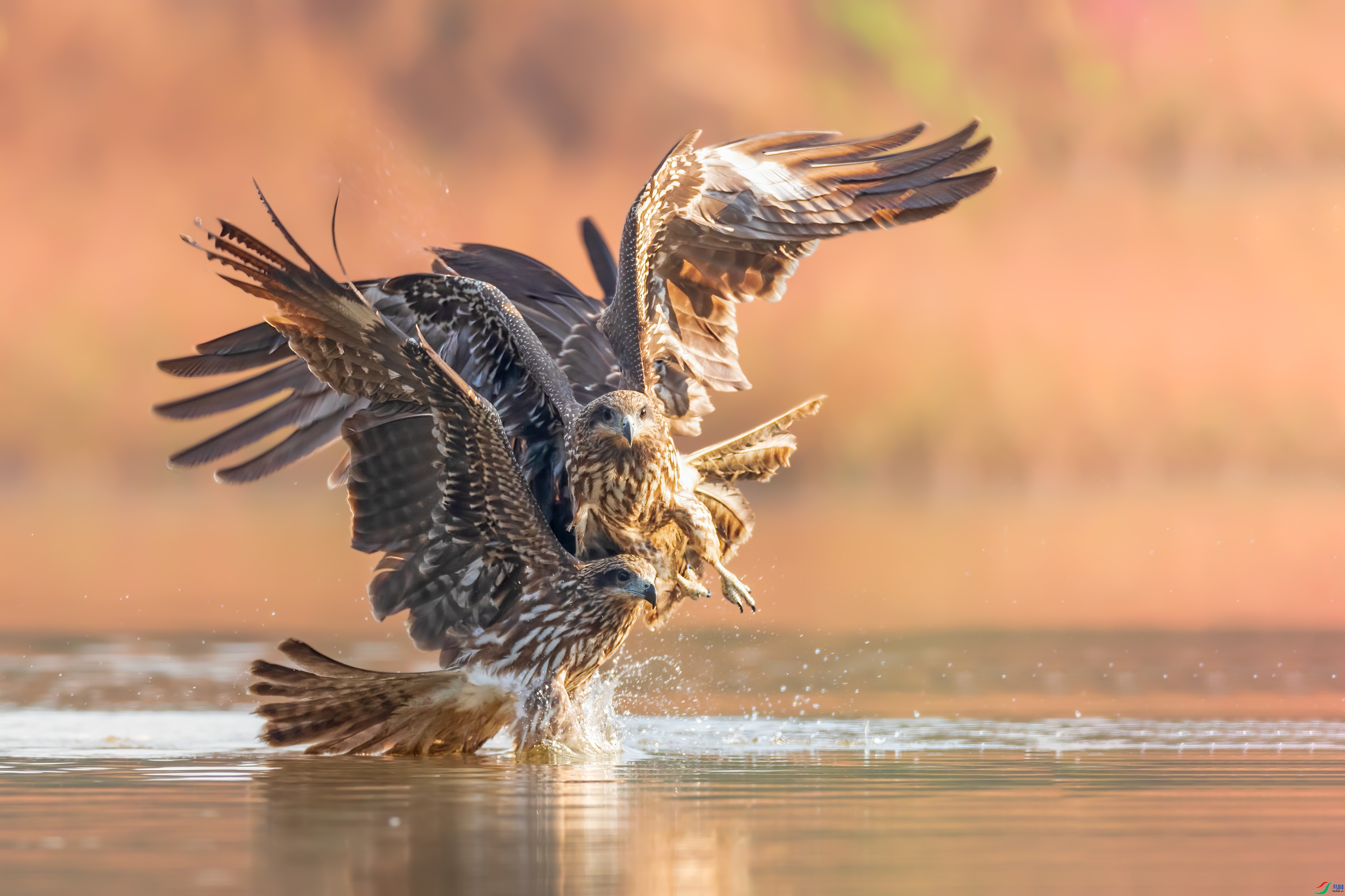 ˫��  ���� �Ű� �ܶ�.jpg