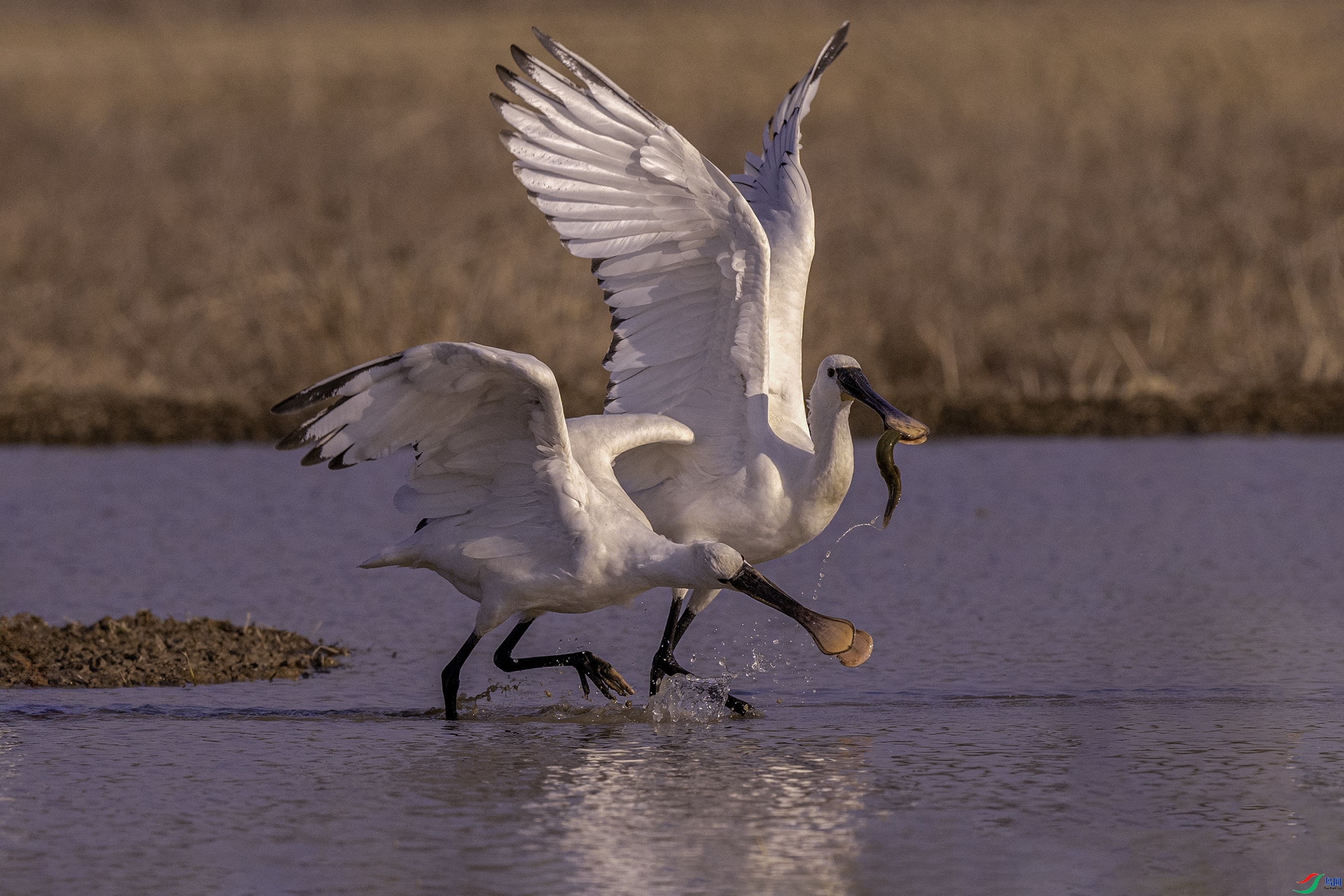 ˮ������ս ���� �ٻ� ����.jpg