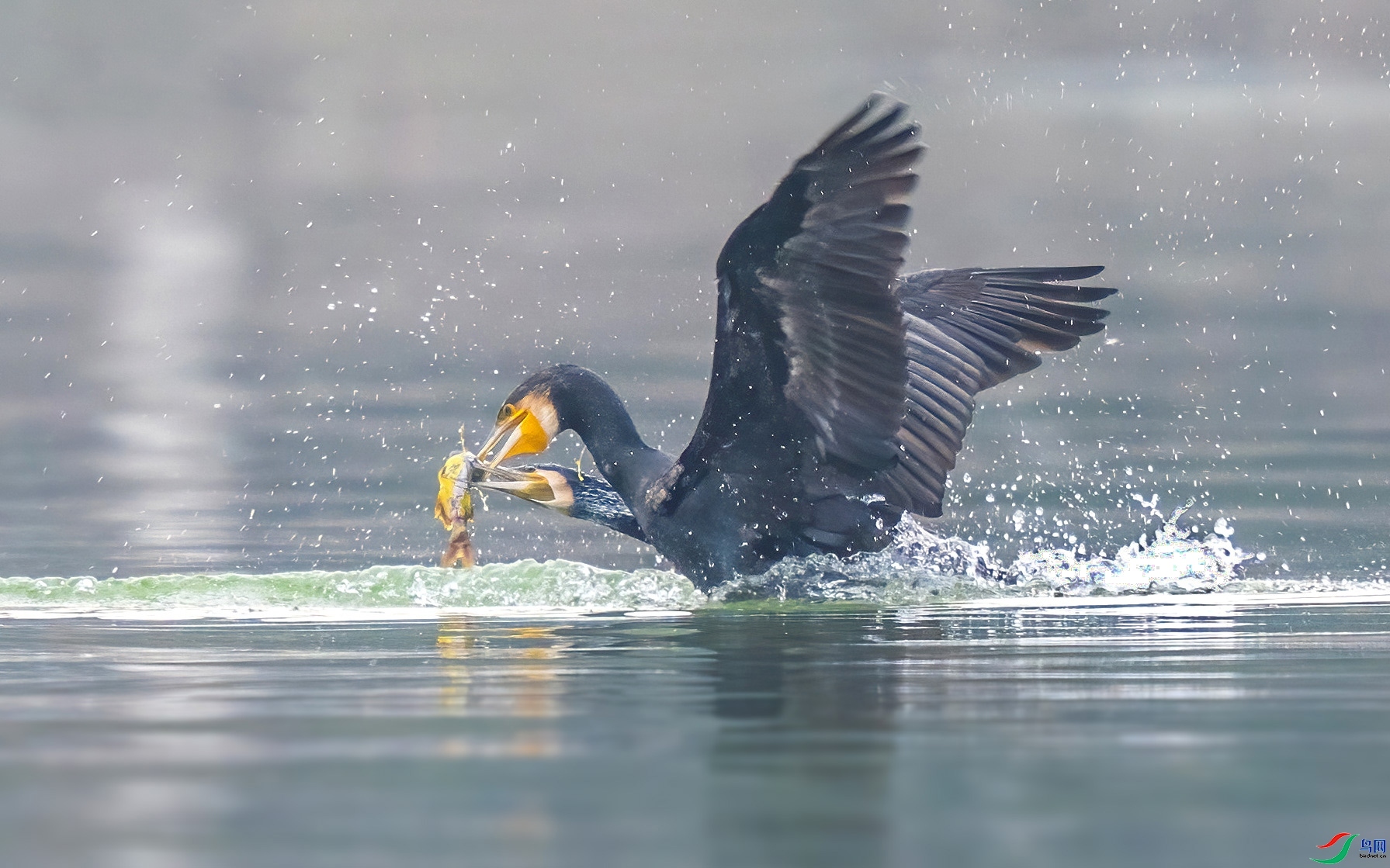 ���� ���� �ɶ��Ͻ�  ����.jpg