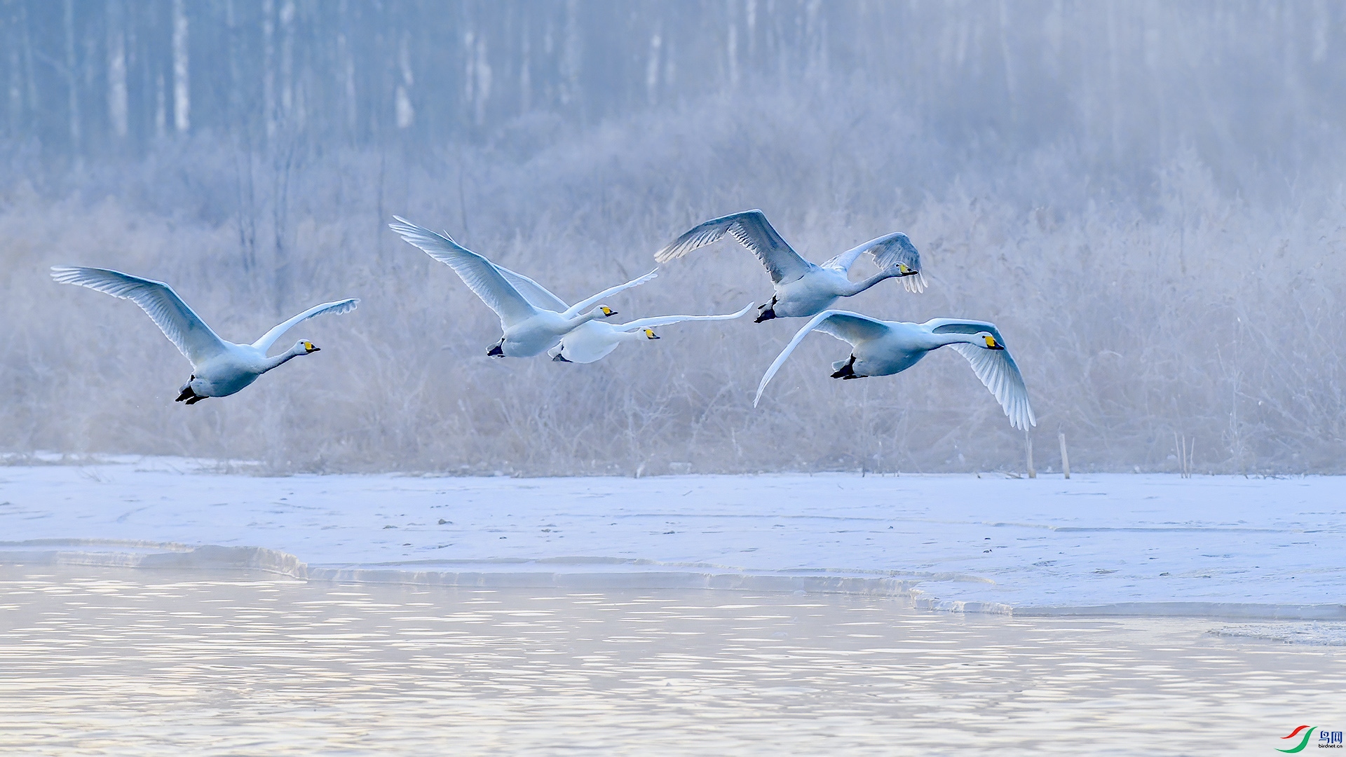 DSC_96mm29.jpg