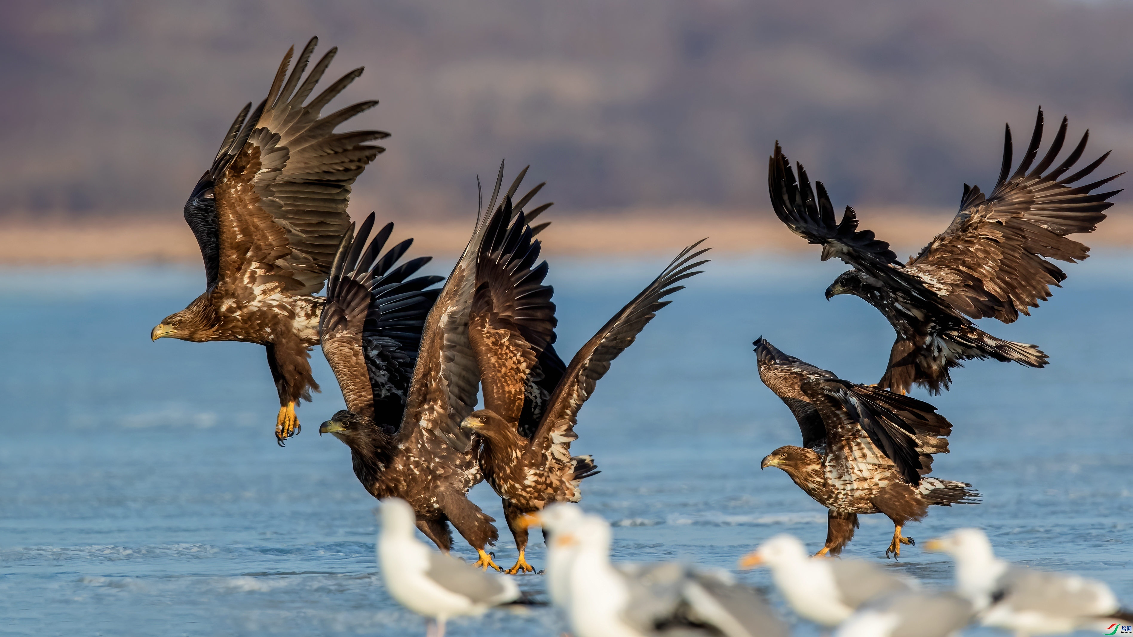 Ⱥ��  ���� ���Ӿ�  ����.jpg