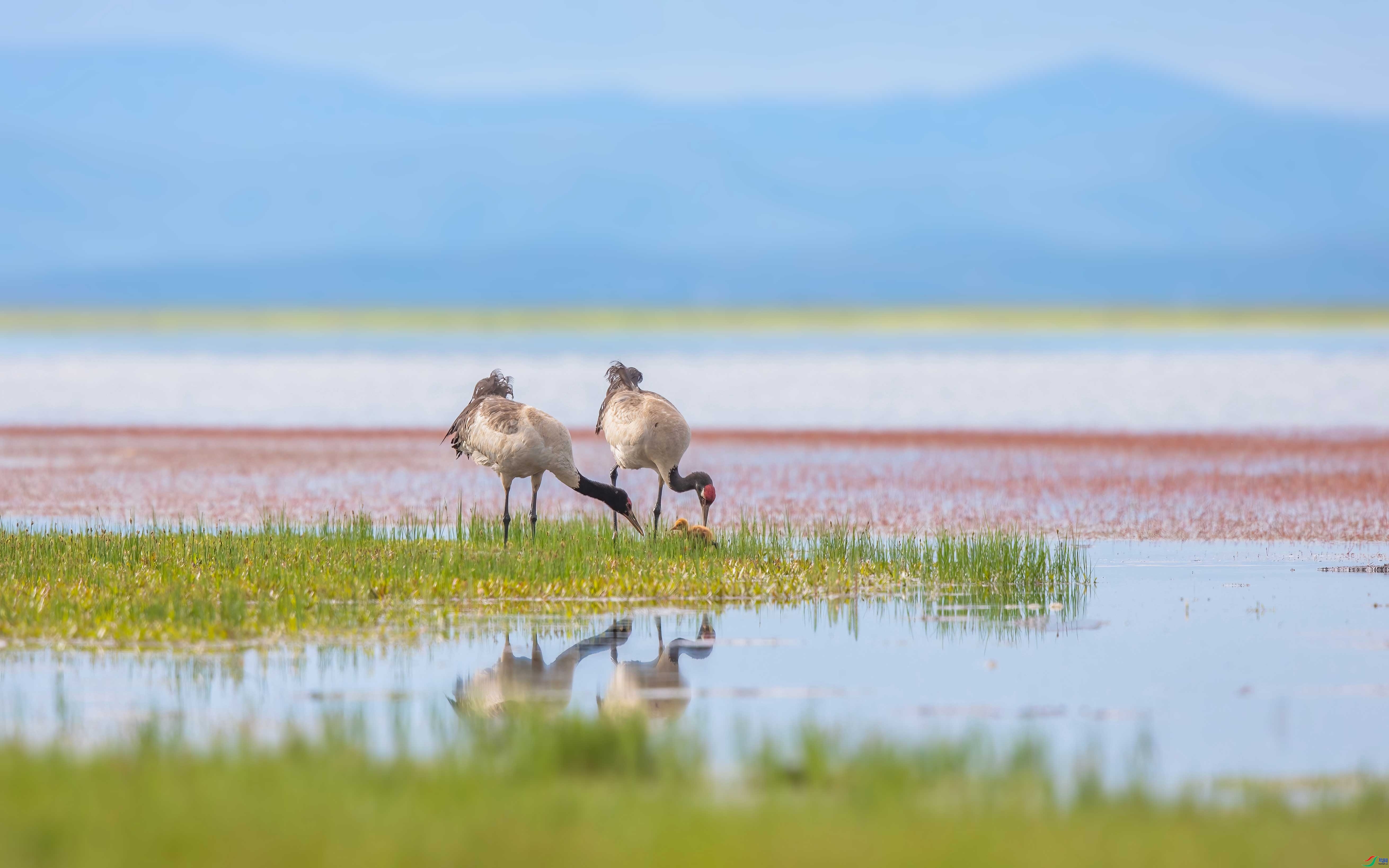 �ǻ� ���� �ɶ��Ͻ� ����.jpeg