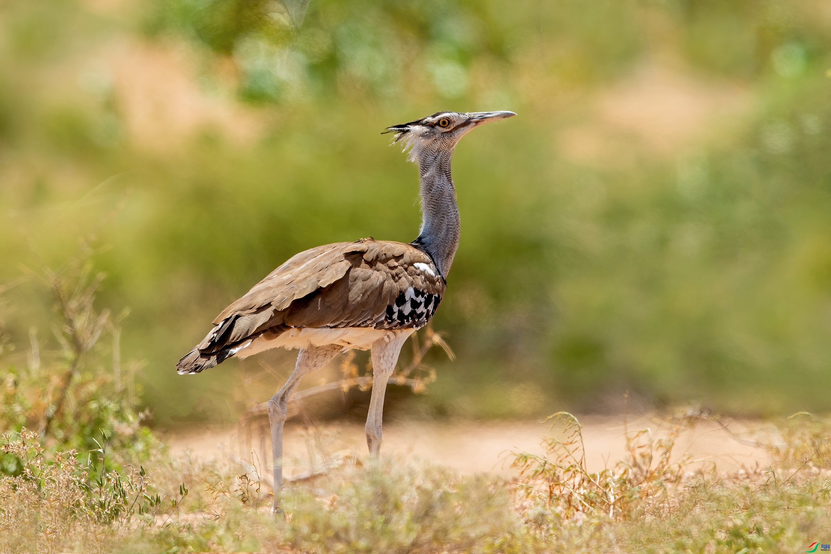 �Ҿ���� ���� ���Ӿ� ����.jpg