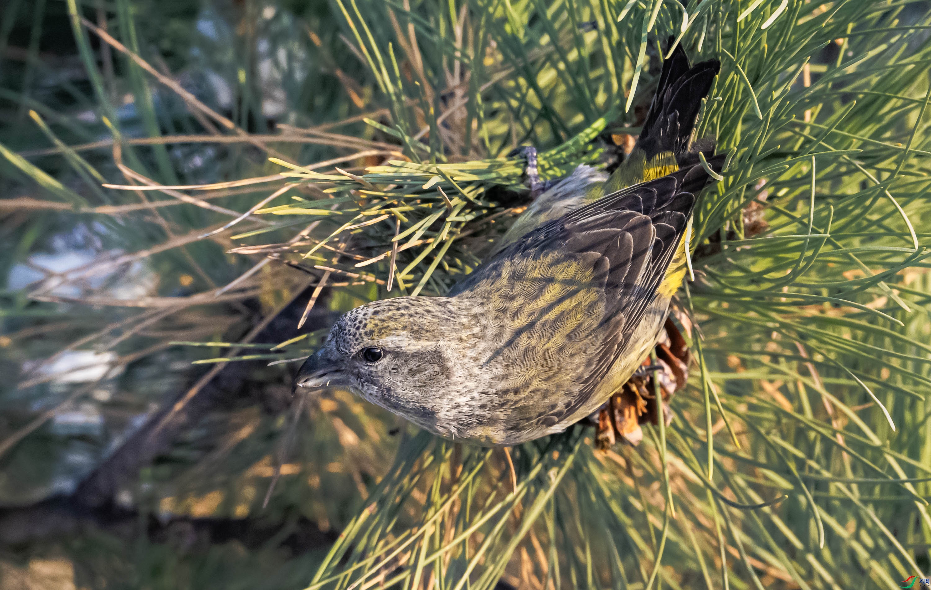 �콻��ȸ���ƣ�