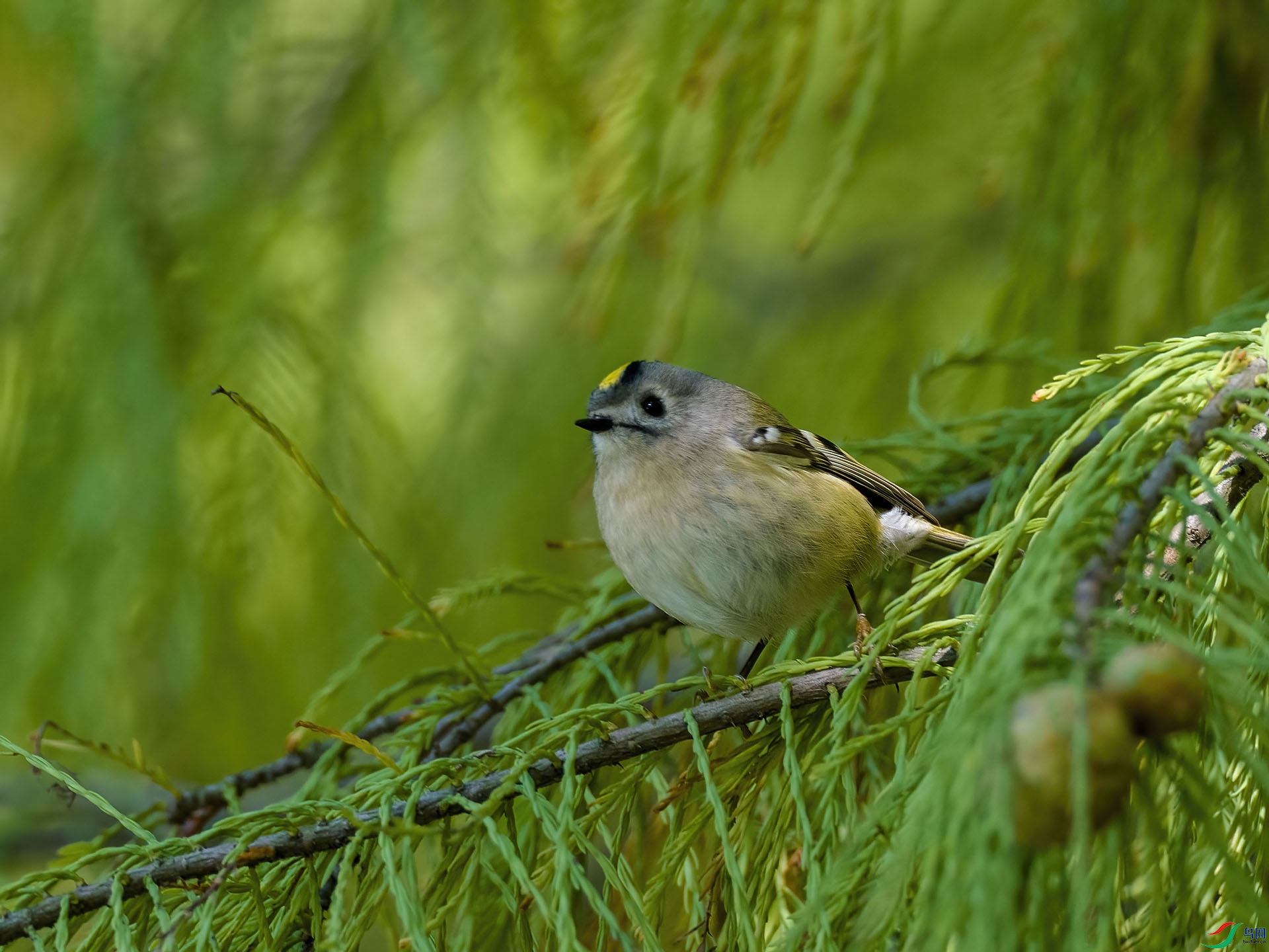 PB133148-DeNoiseAI-low-light.jpg