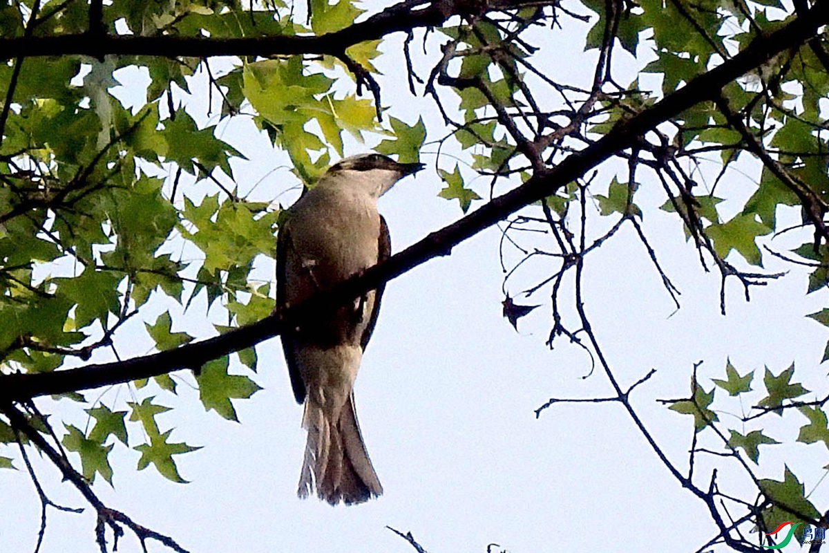 IMG_2402 ��ѹ����.jpg