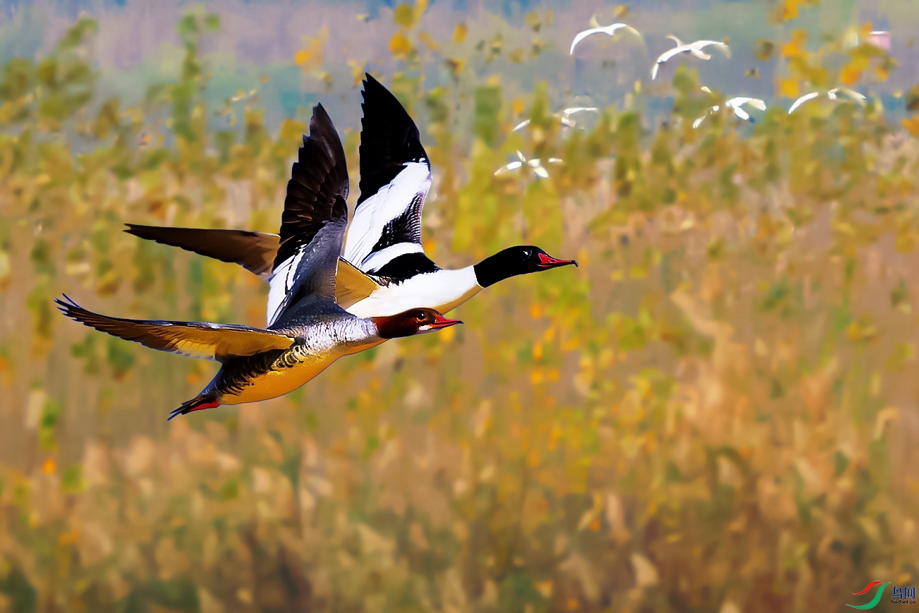 IMGL4597 ����a.jpg