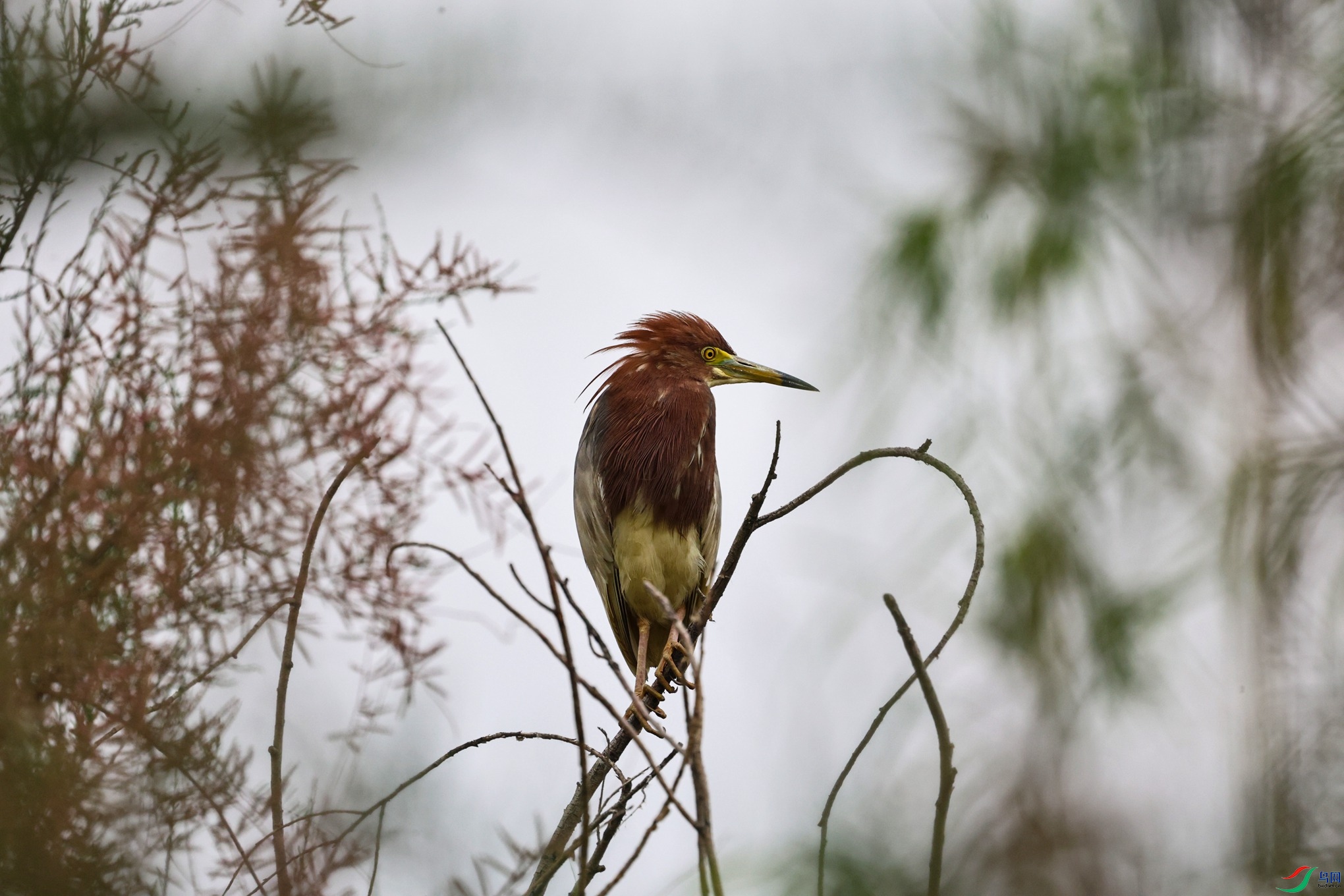 7X5A9195 - ����.JPG