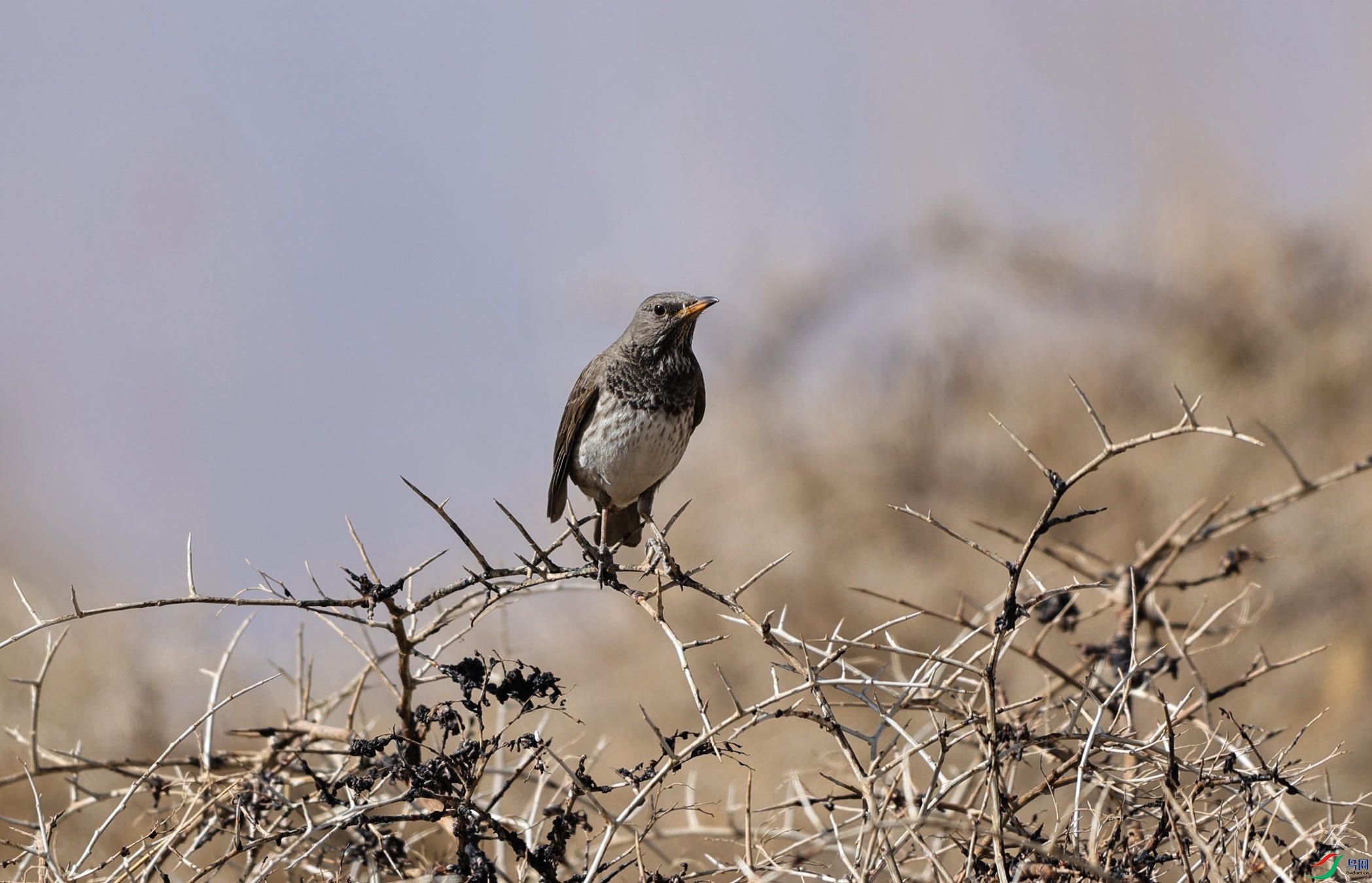 7X5A7966 - ����.JPG