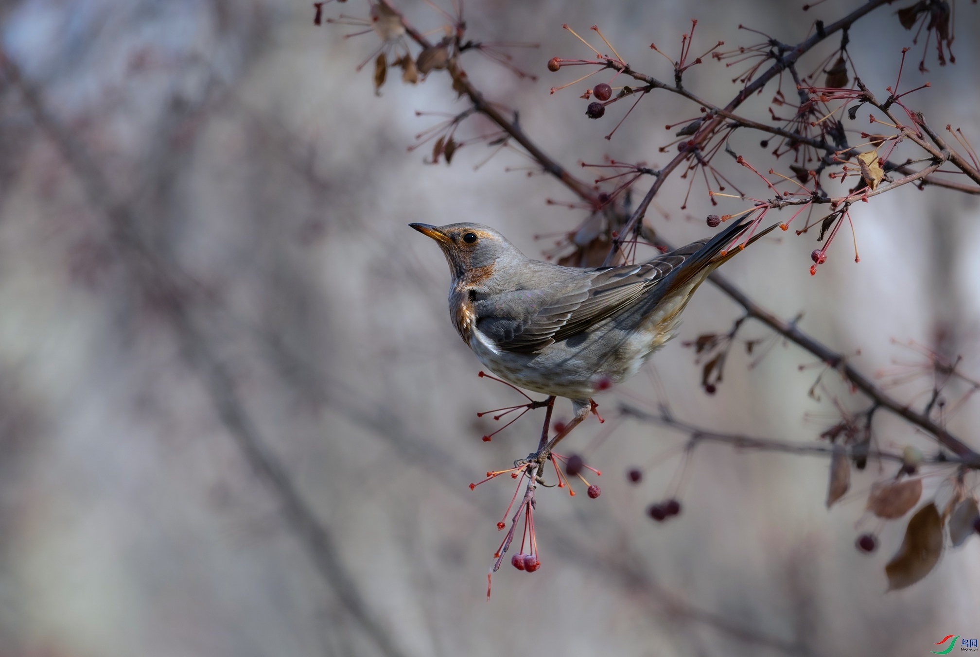 _X5A0239 - ����.jpg