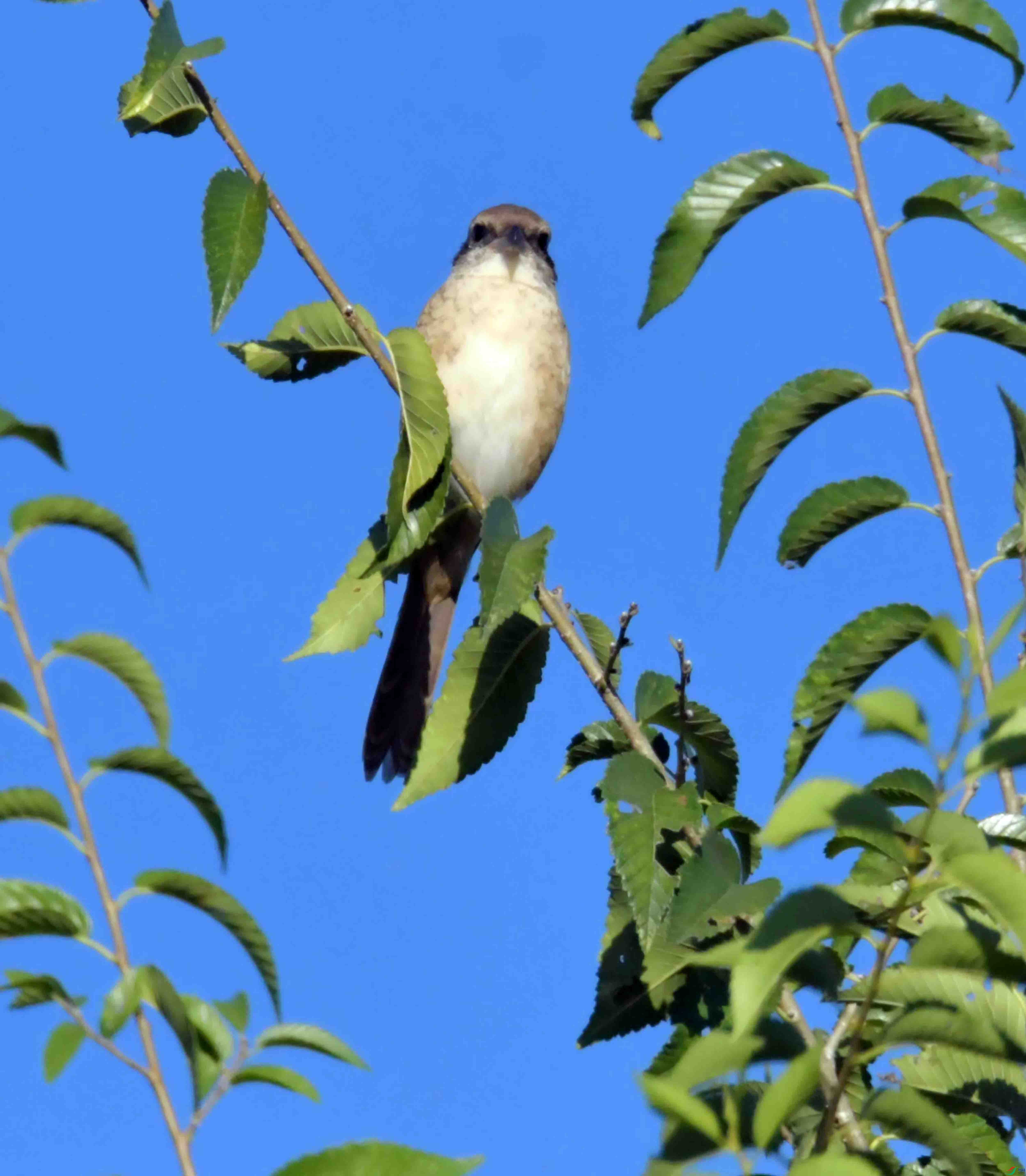 DSC_9315.JPG