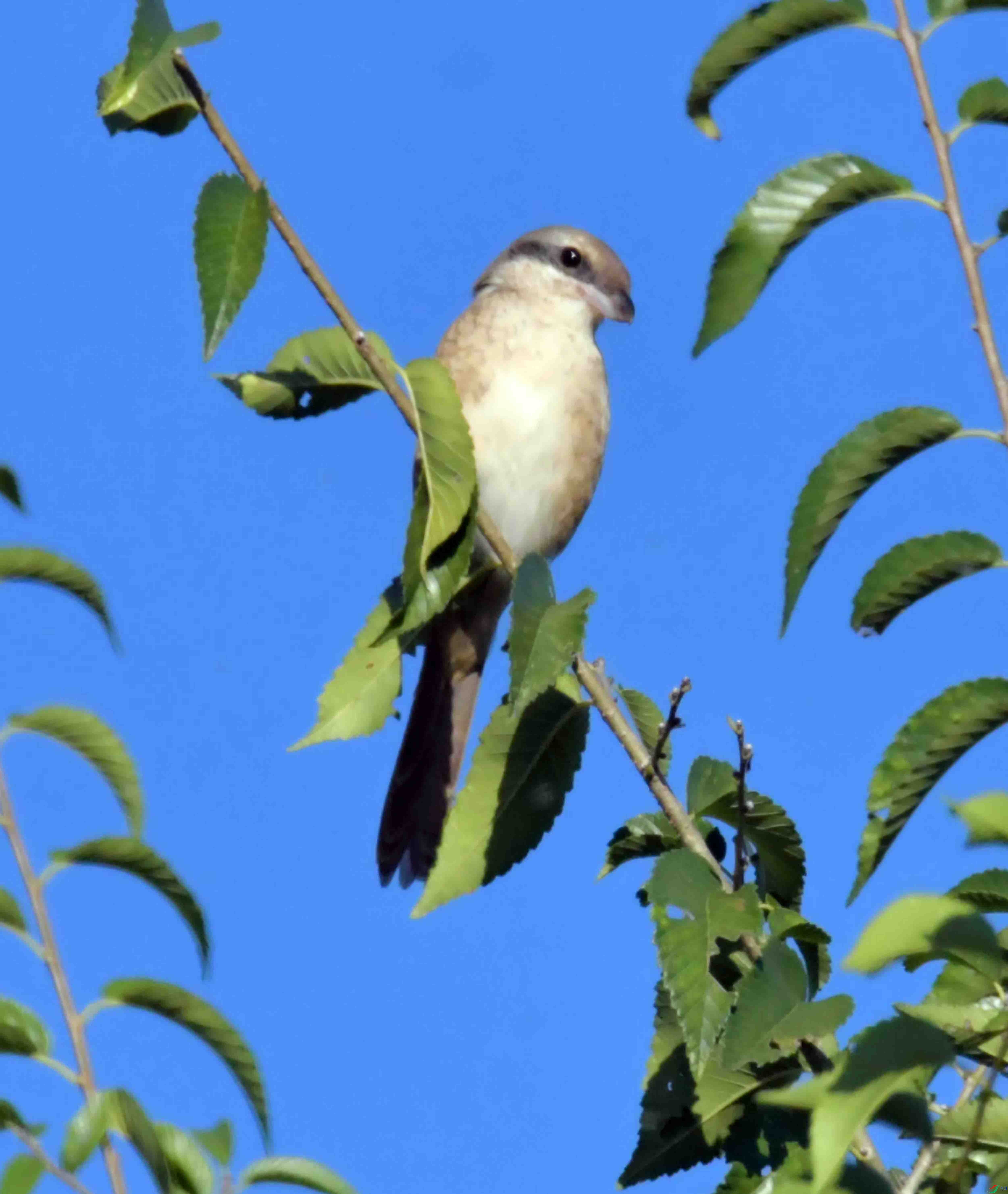 DSC_9321.JPG