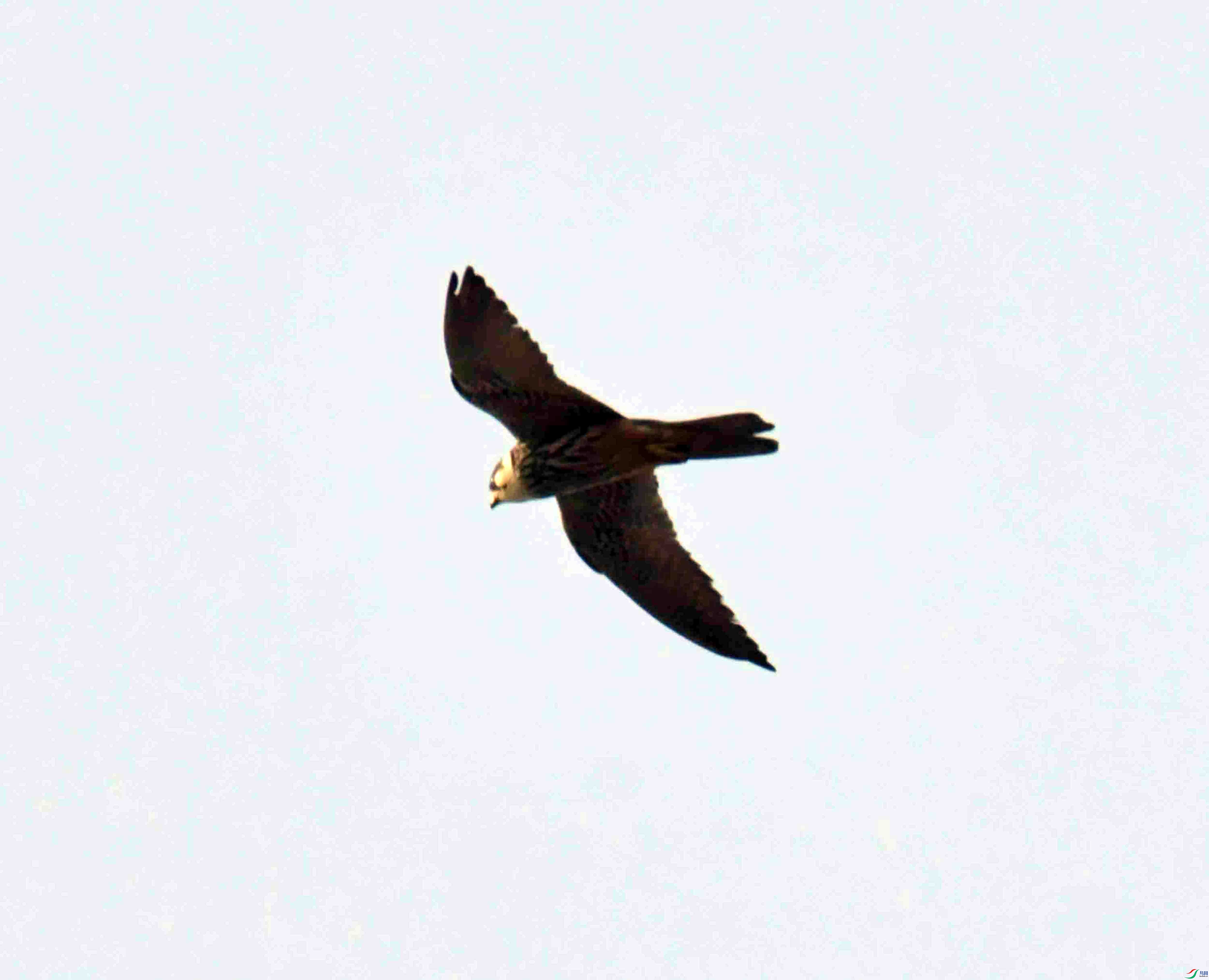 DSC_7863.JPG