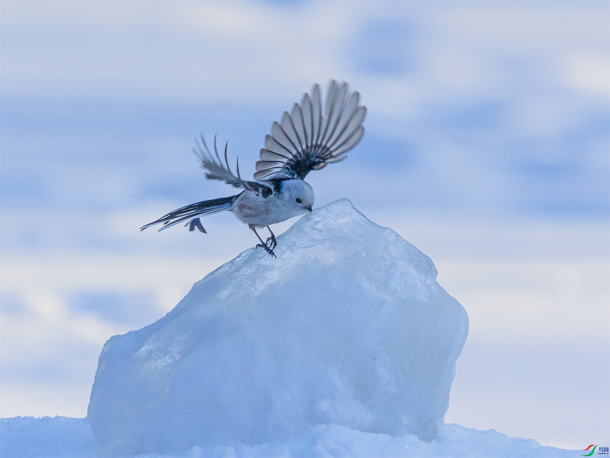 1K3A9216 ����1.jpg