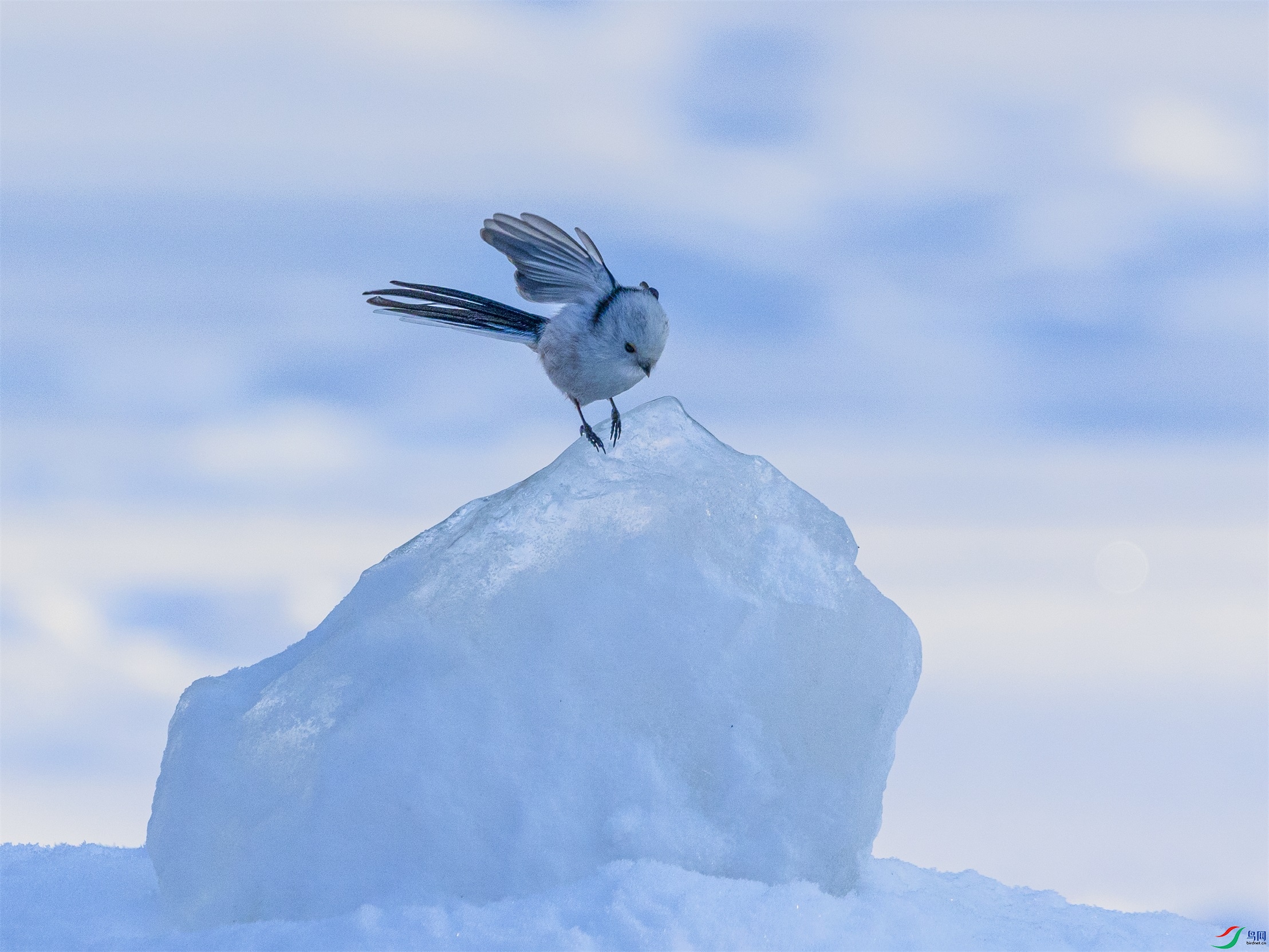 1K3A9213 ����1.jpg