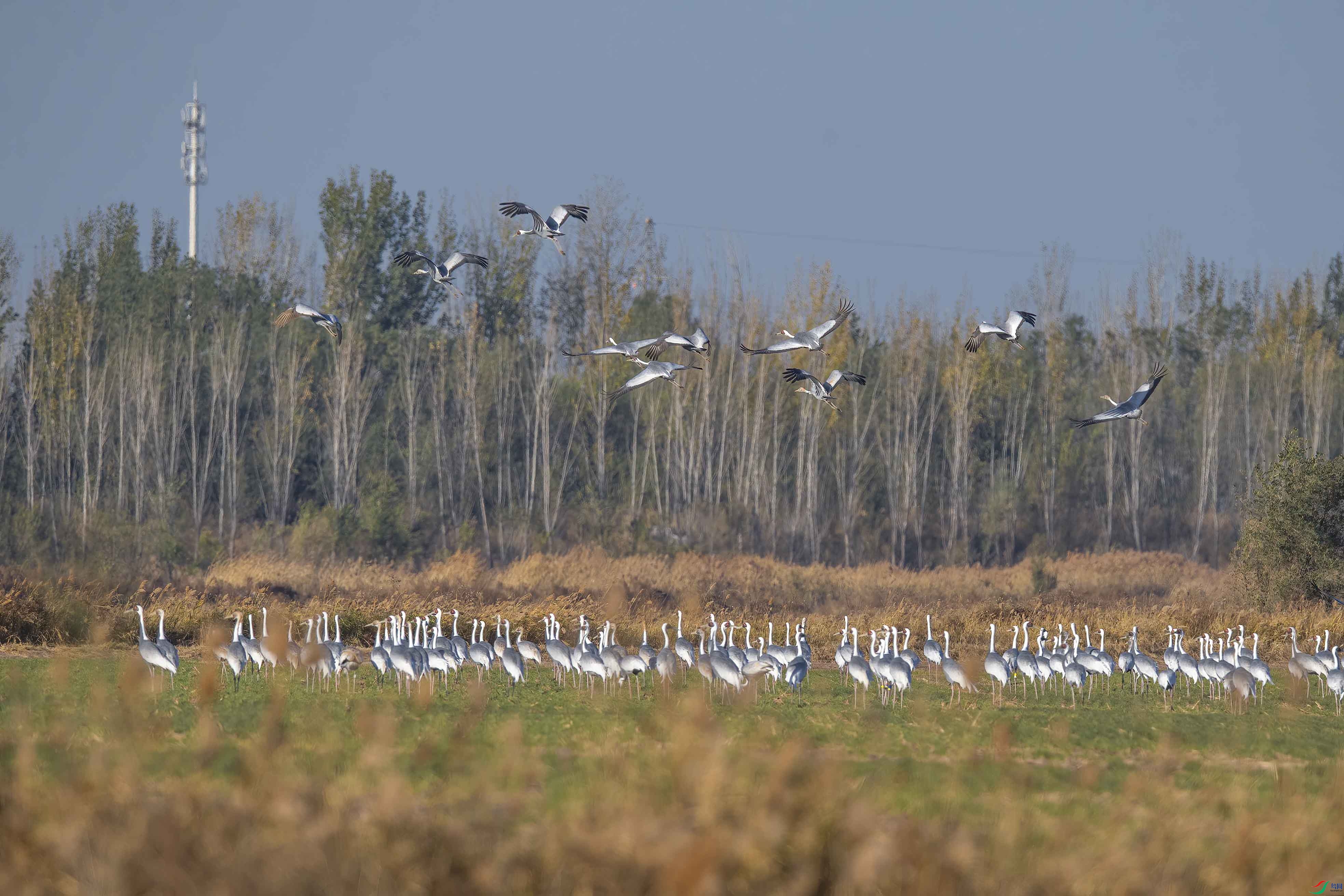 DSC_7594 ����.jpg