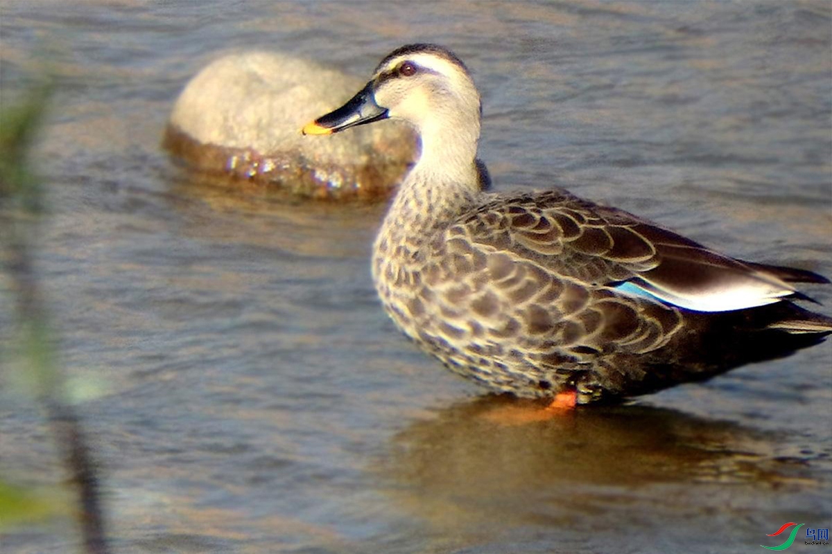 IMG_2404 ��ѹ����.jpg