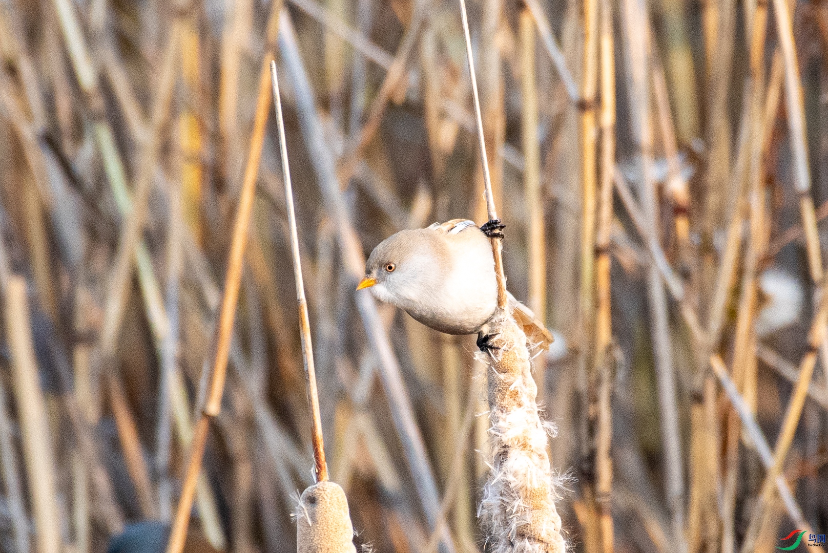 DSC_0044.jpg