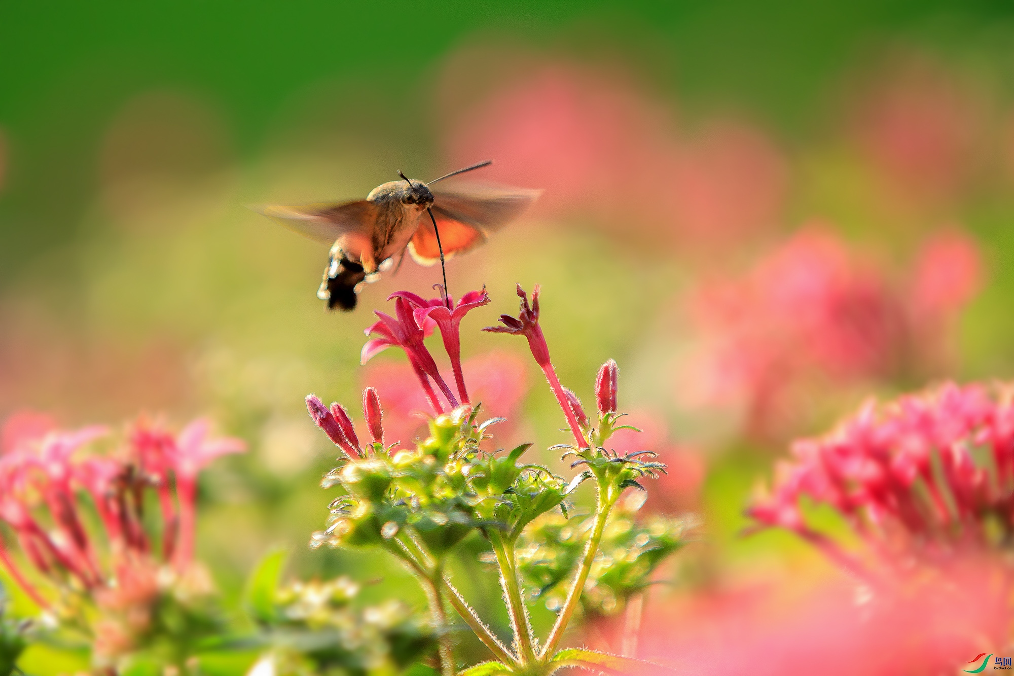 106A0135 ����_1.jpg