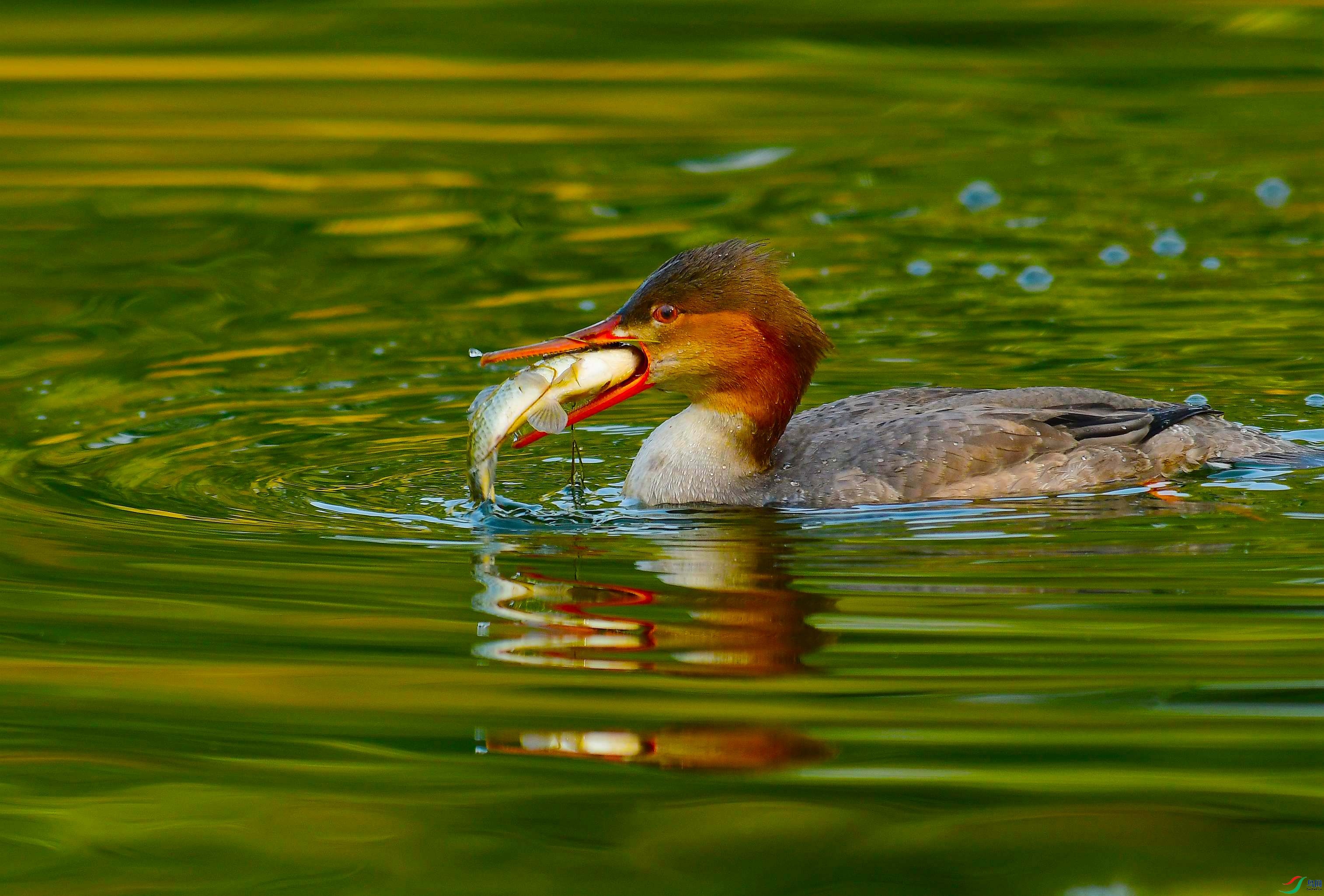 DSC_3801.JPG