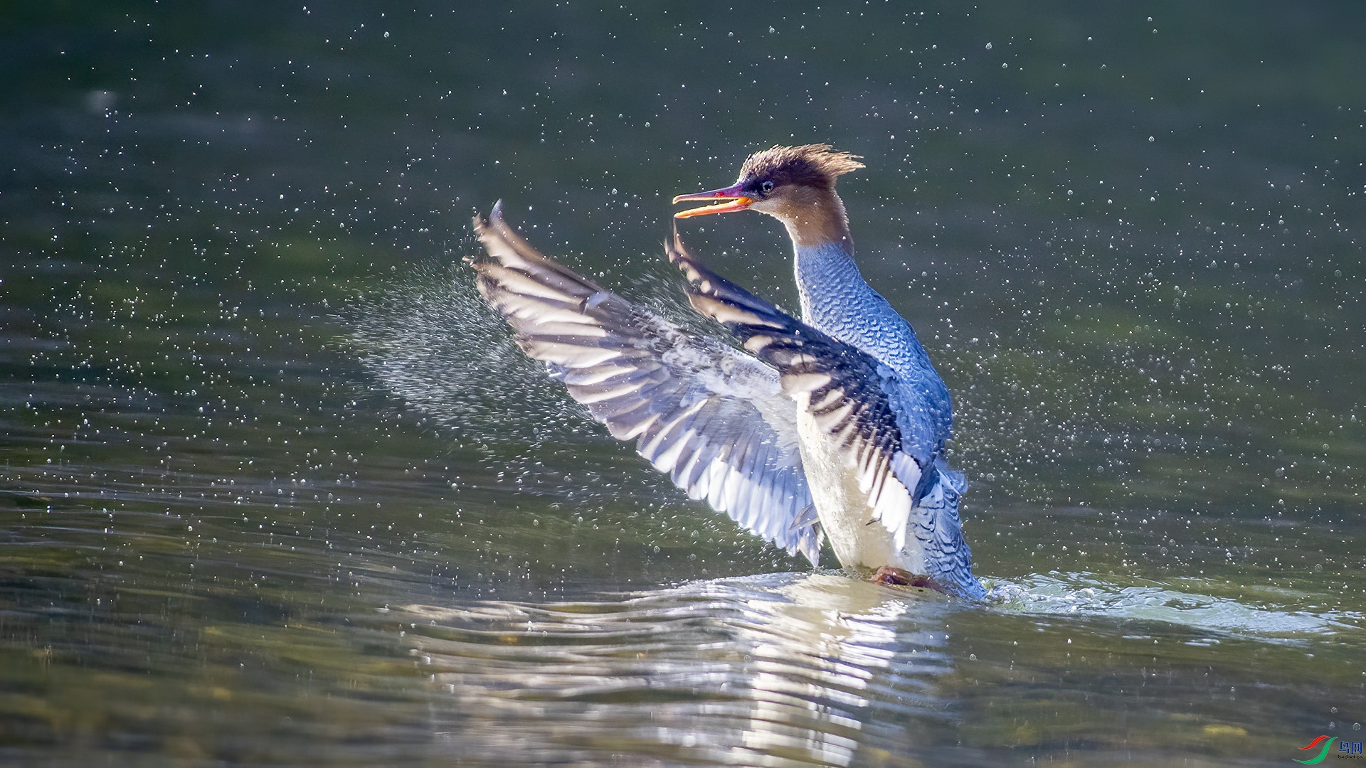 DSC_631mm9.jpg