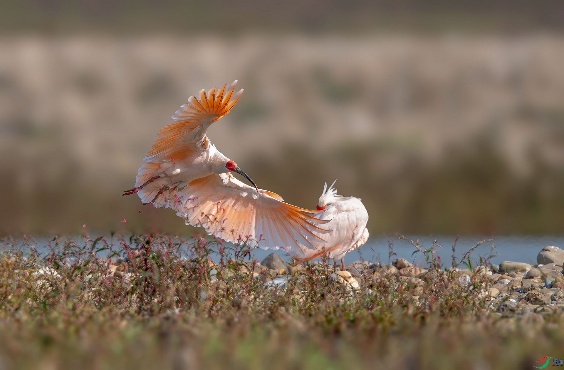 DSC_9684 ����_����.jpg