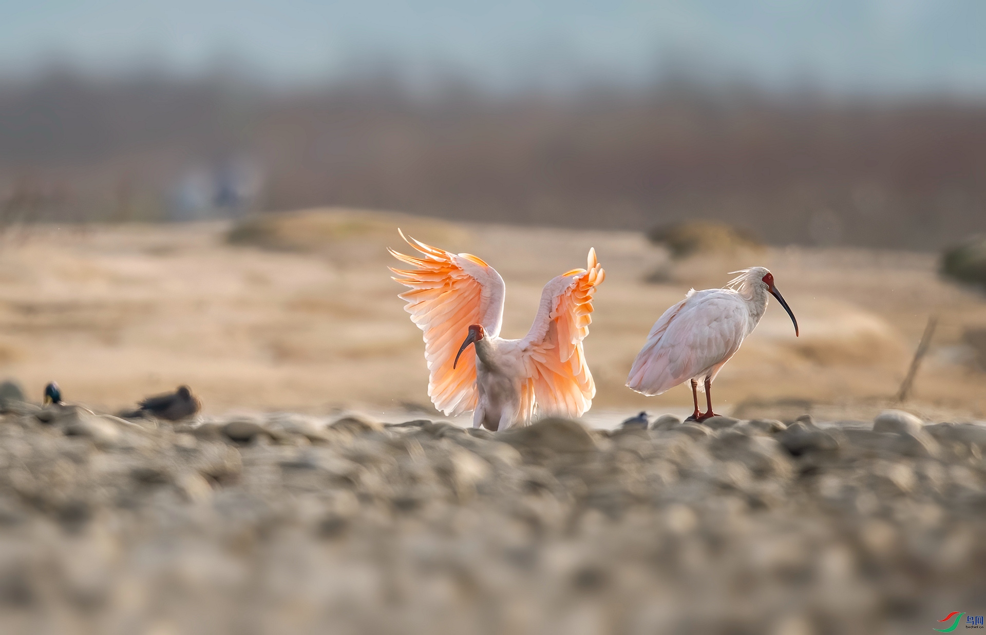 DSC_3874 ����_����.jpg