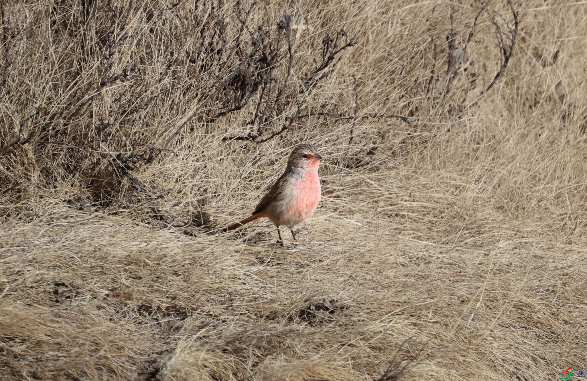 381A9842 - ����.JPG