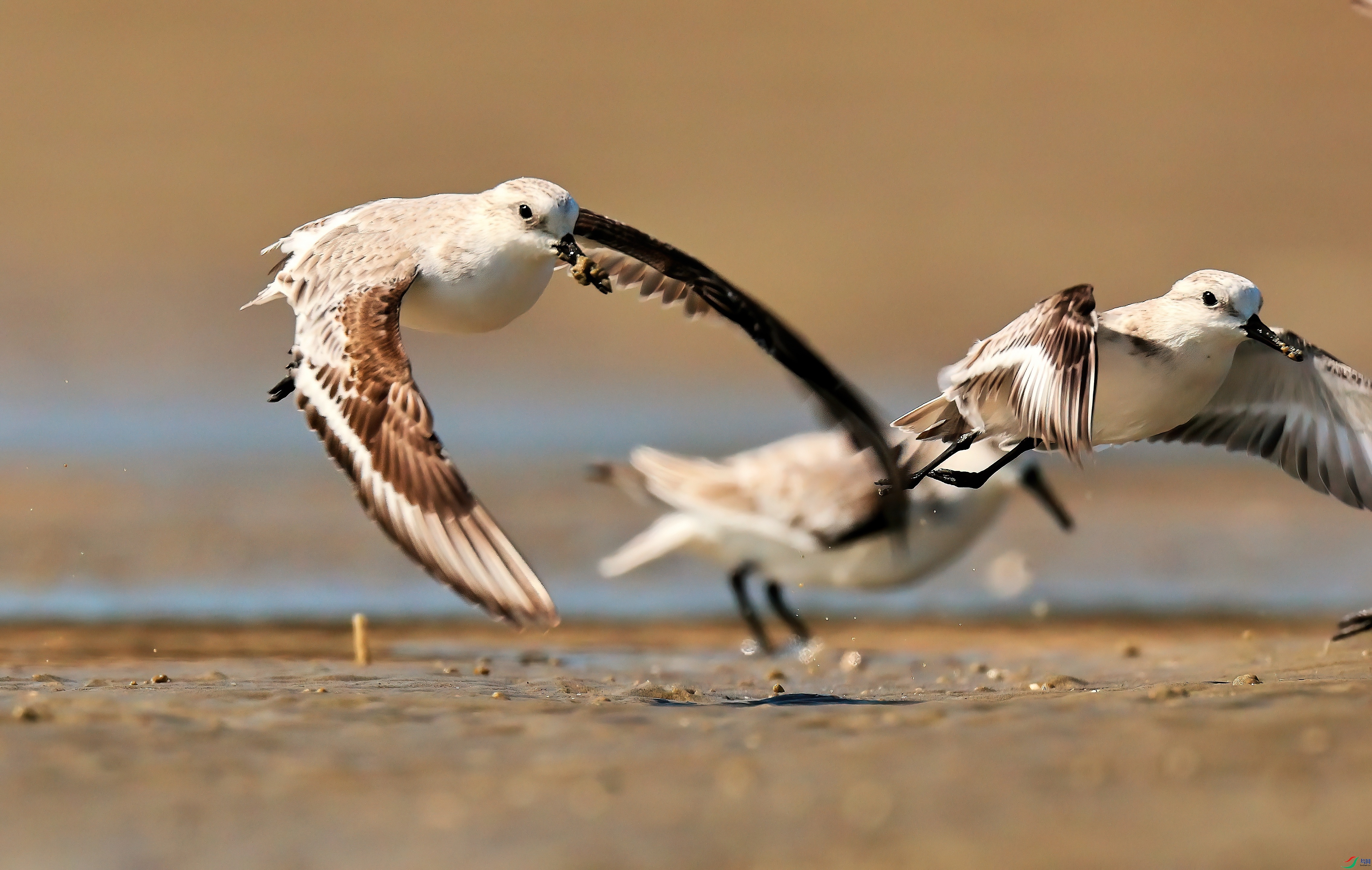 3L8A6078-DeNoiseAI-clear (1).jpg