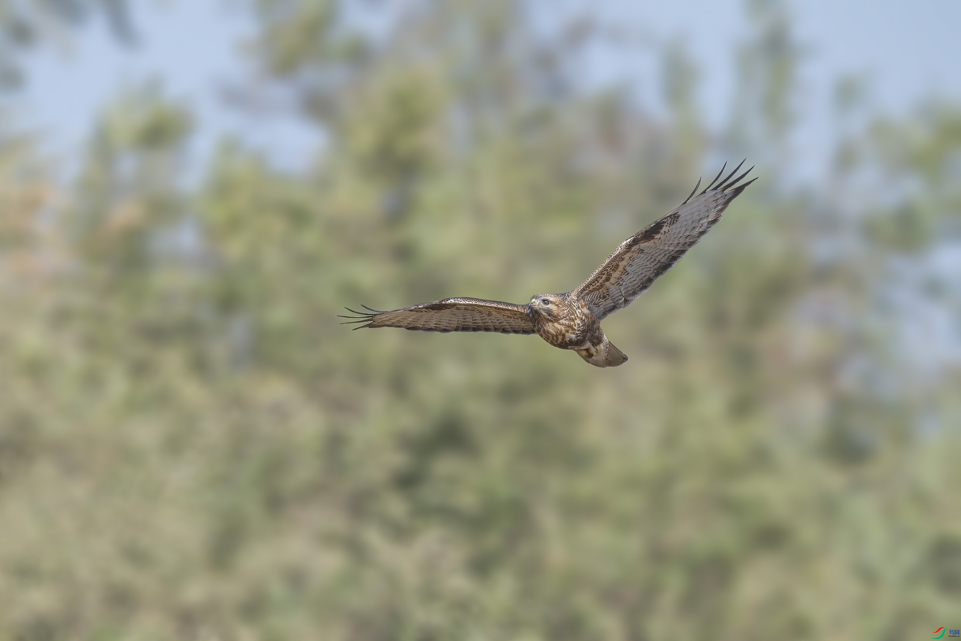 DSC_8562 ����.jpg