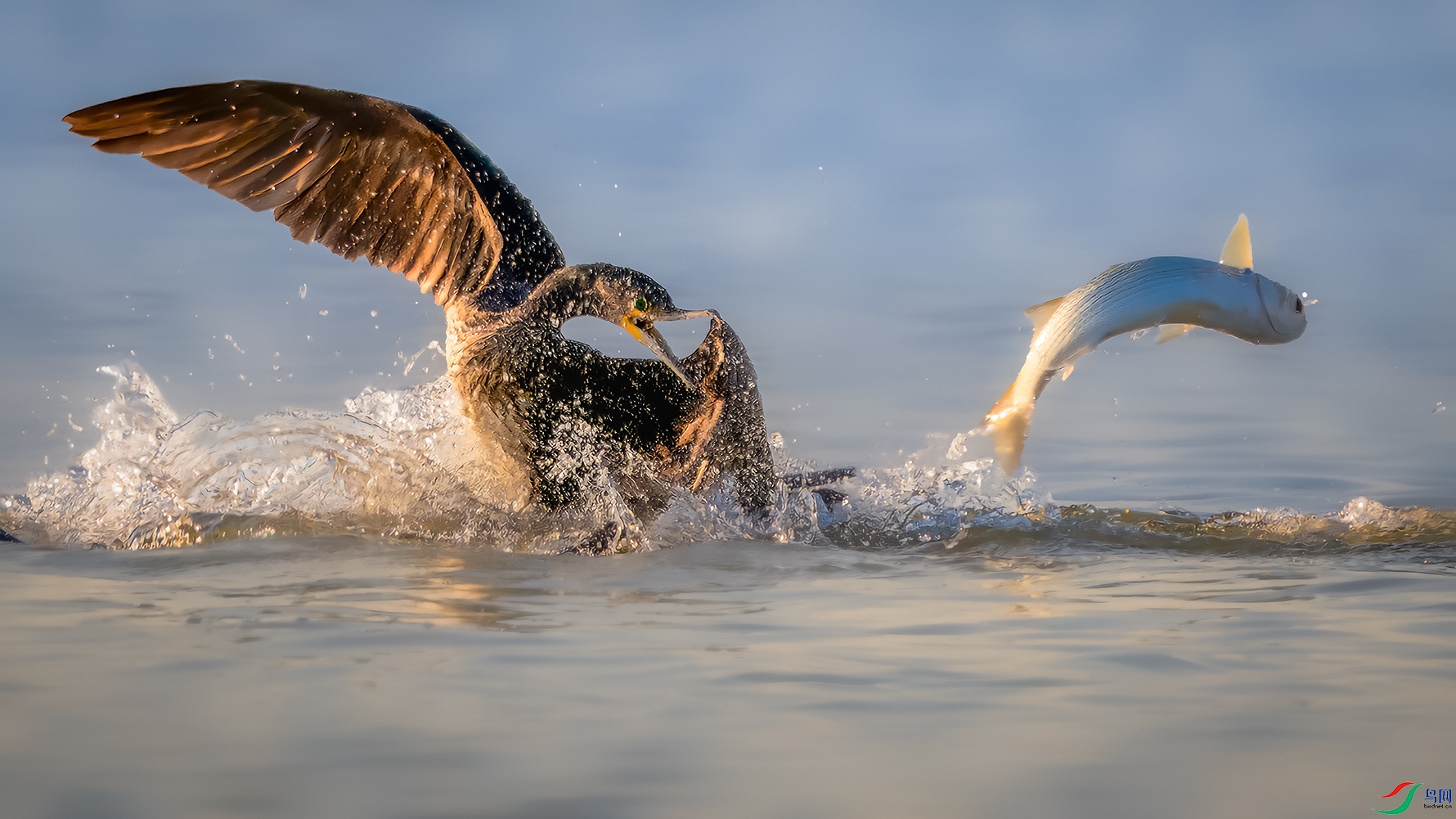 DSC_3799-����ǿ-SR-1 ���� 2.jpg