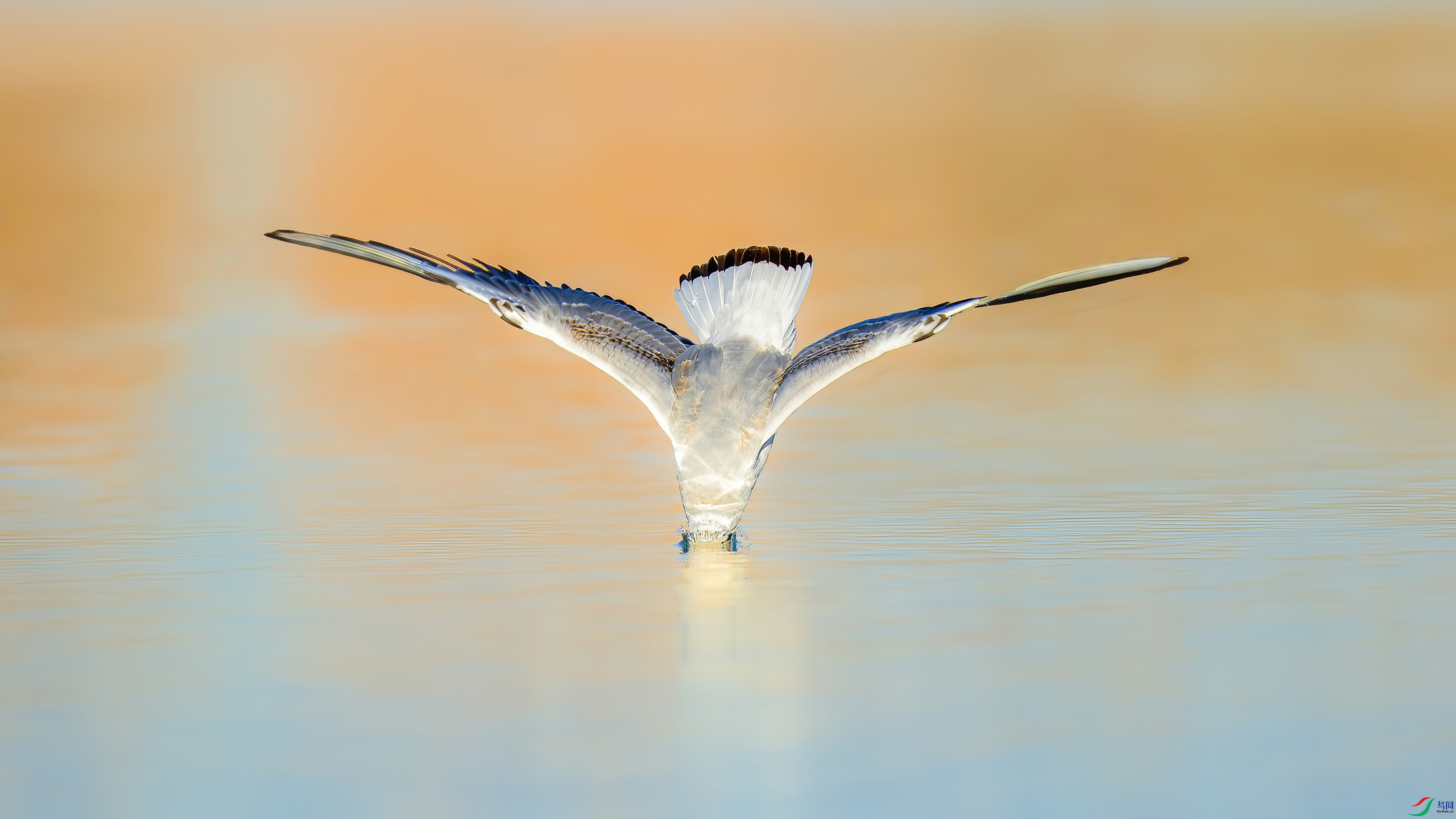 _JLN6896-����ǿ-NR ����-DeNoiseAI-standard.jpg