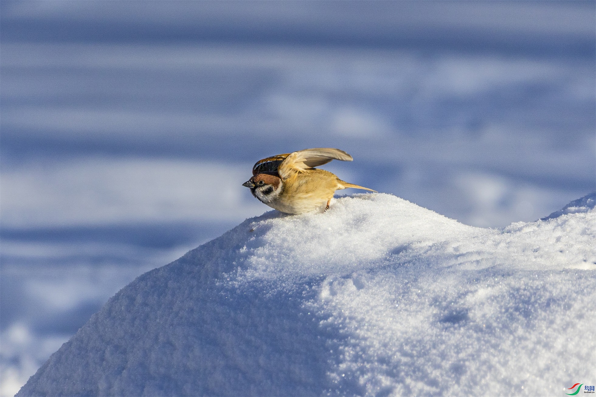 1K3A3480 ����1.jpg