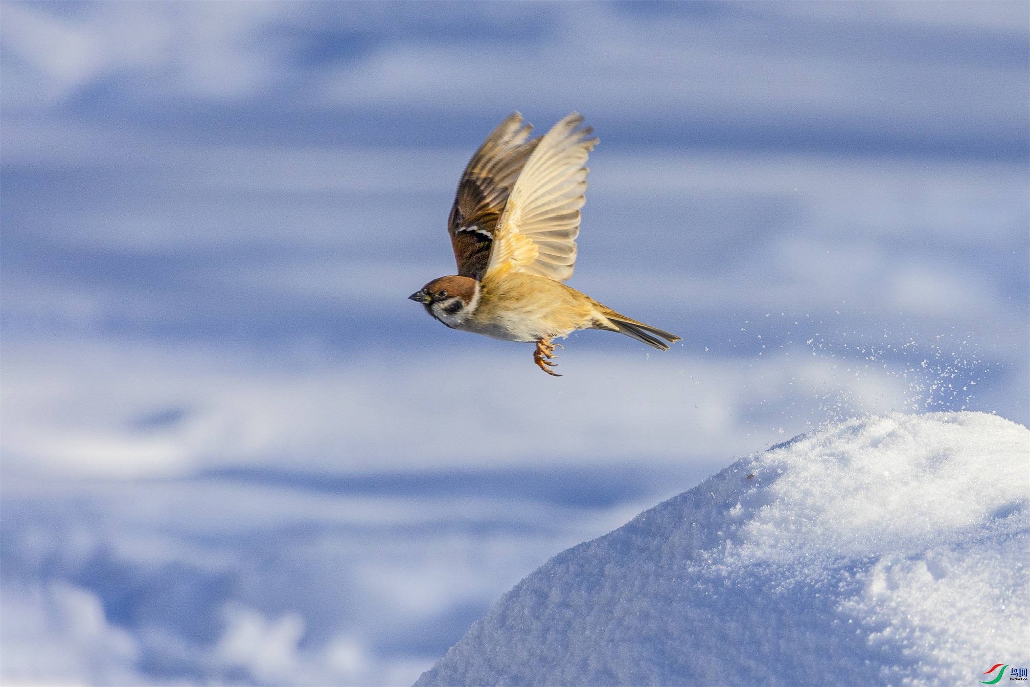 1K3A3482 ����1.jpg