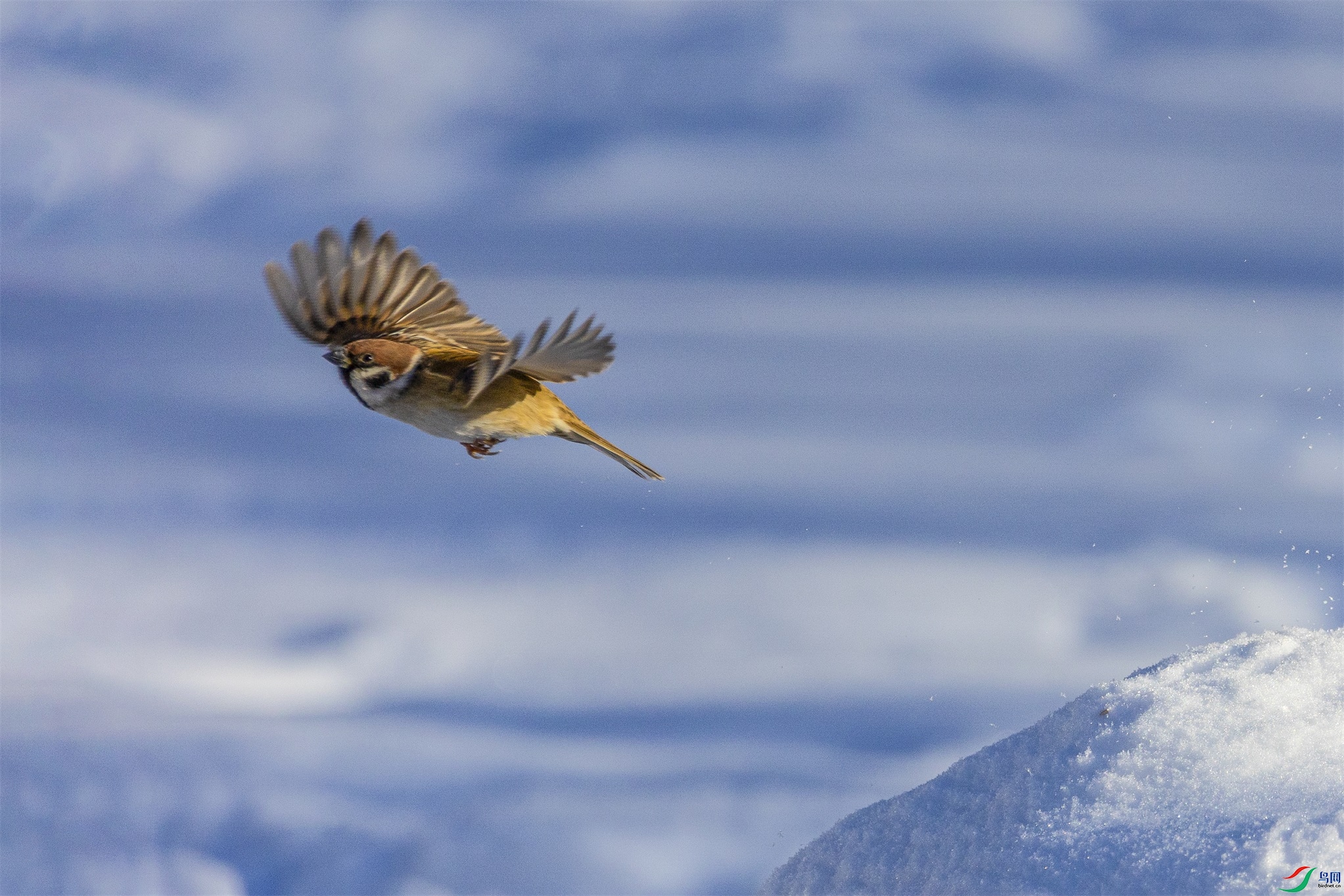 1K3A3483 ����1.jpg