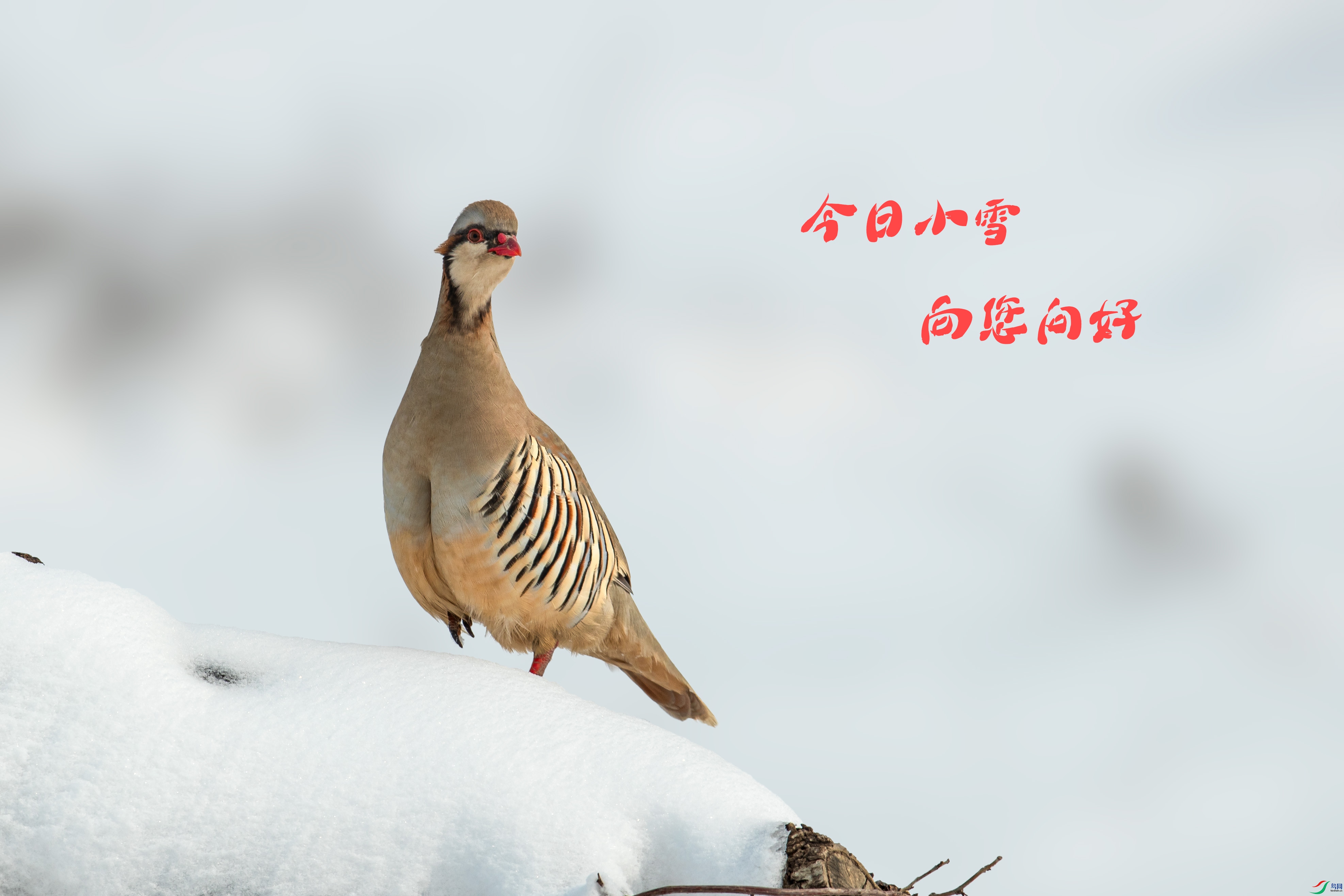 AJ8I3865c.jpg
