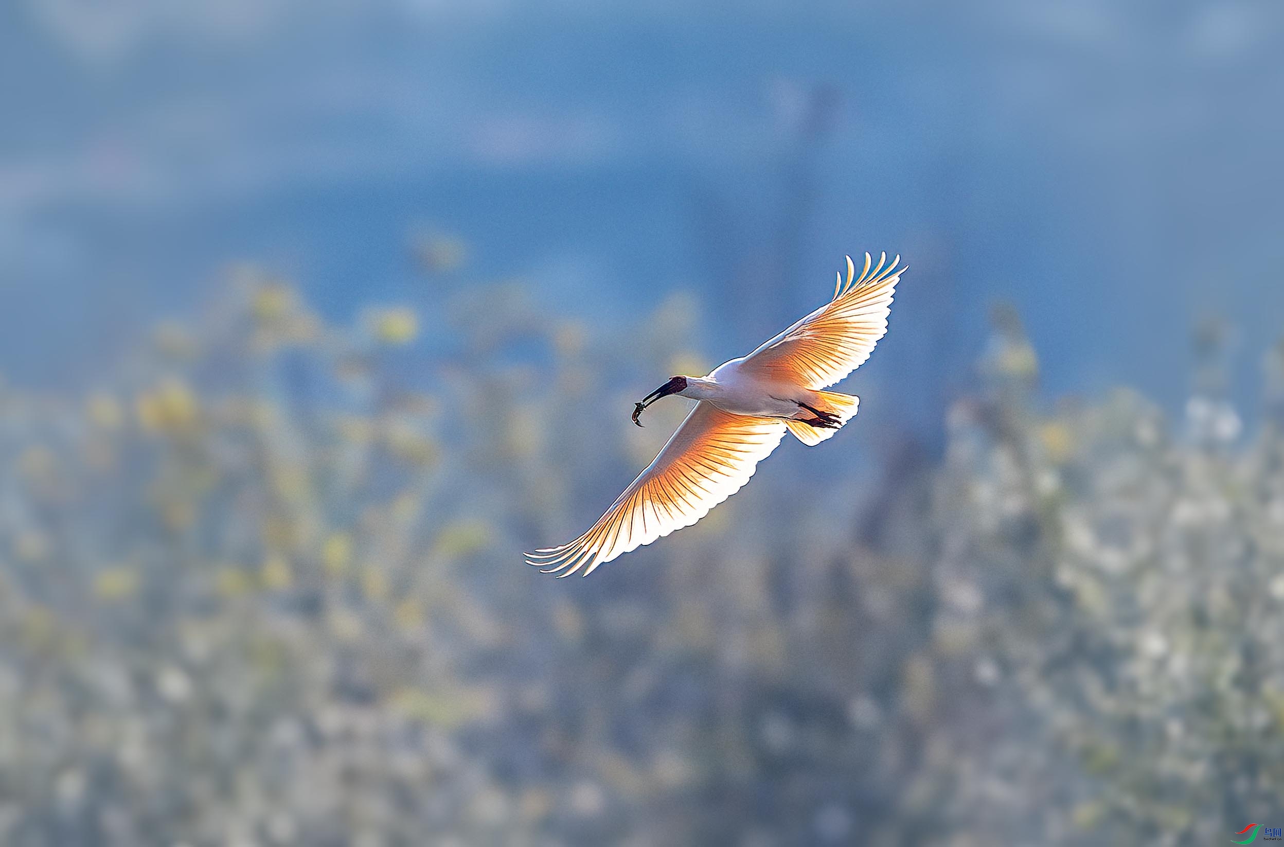 DSC_9171-����ǿ-NR ����.jpg