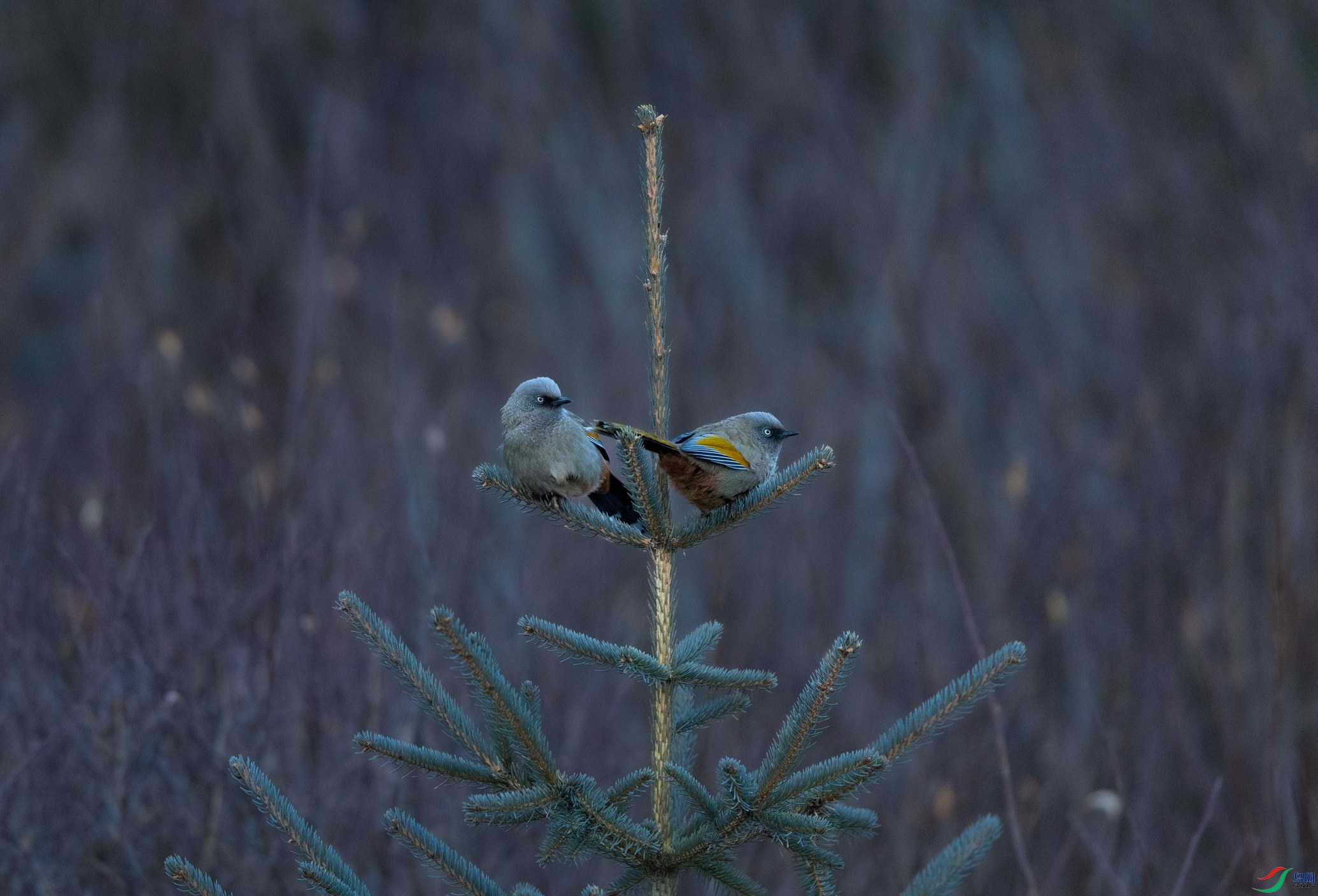 _X5A7293 - ����.jpg