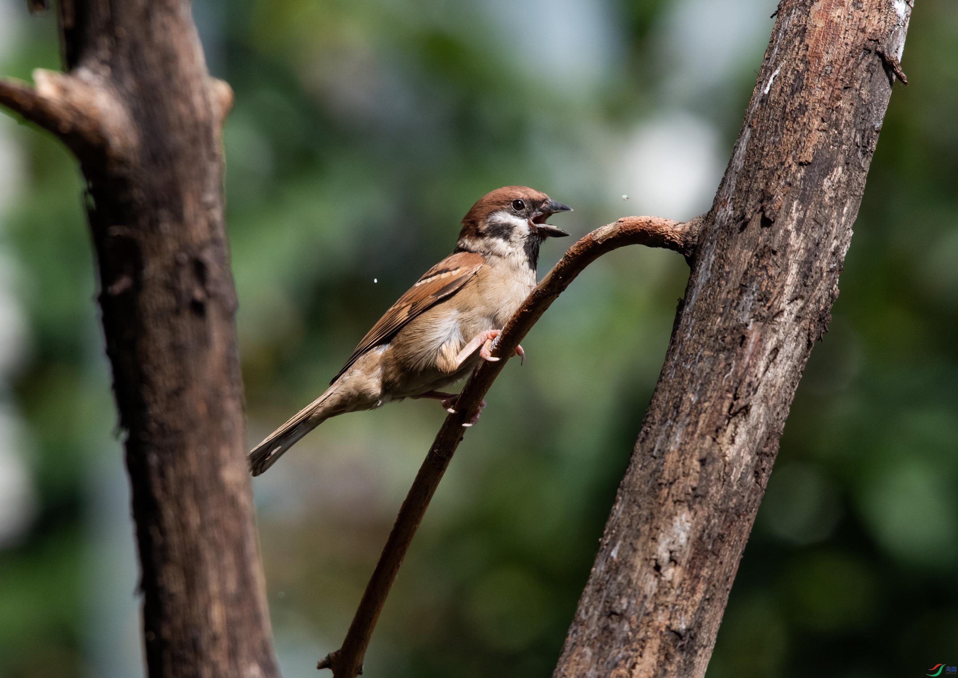 DSC_4905-s.jpg