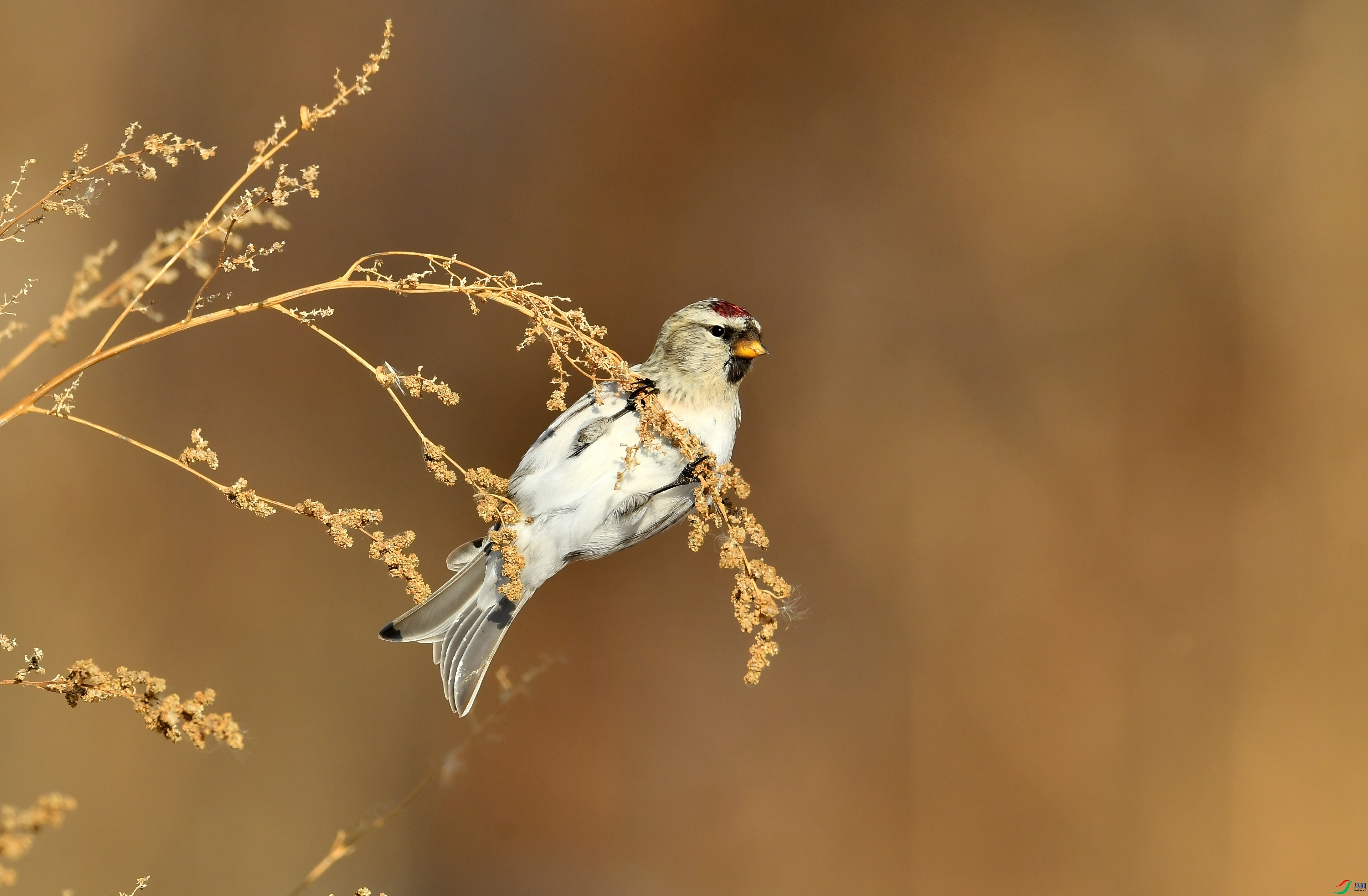 WZL_5775_����-standard.jpg