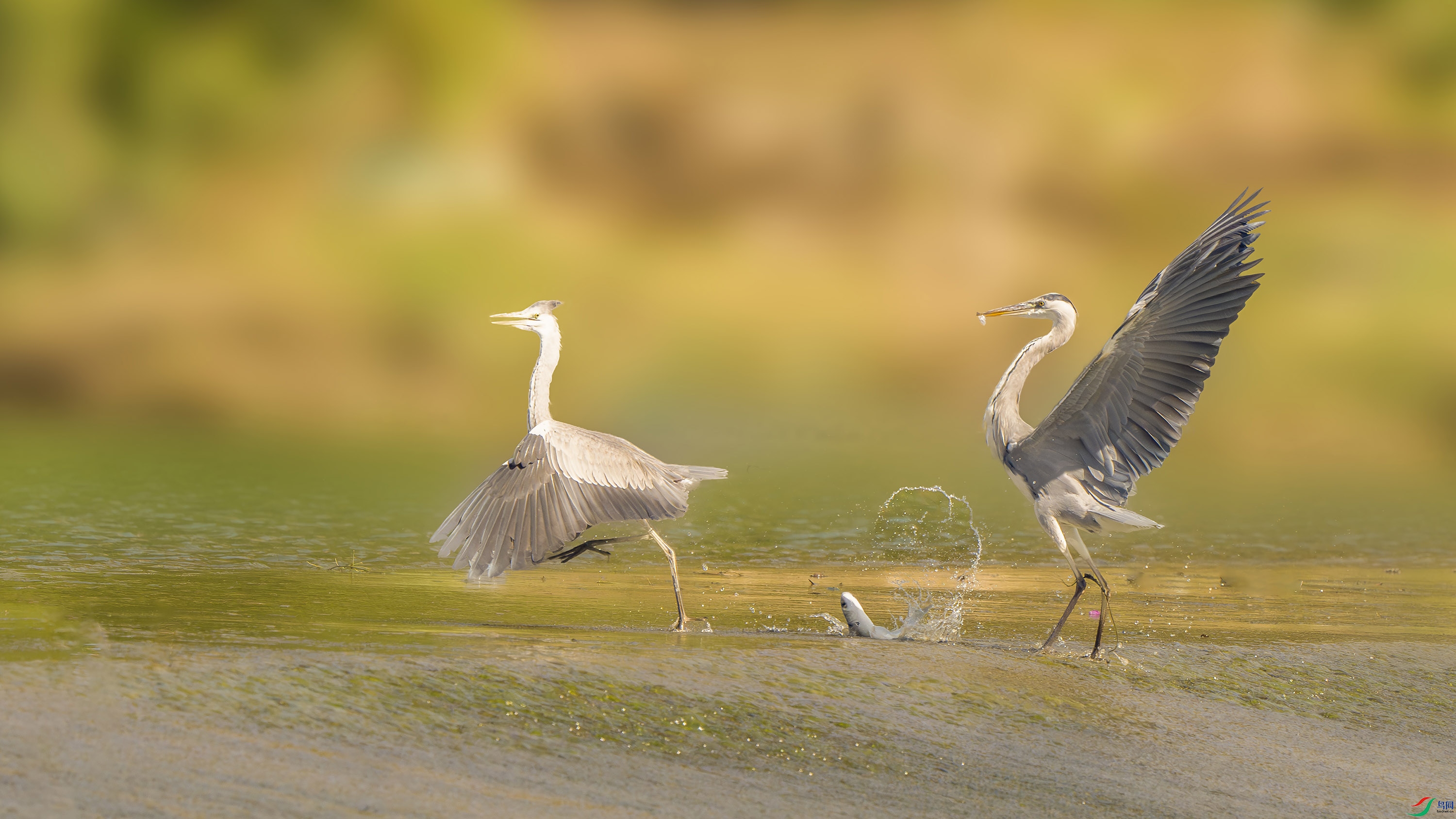 230733 ����.jpg